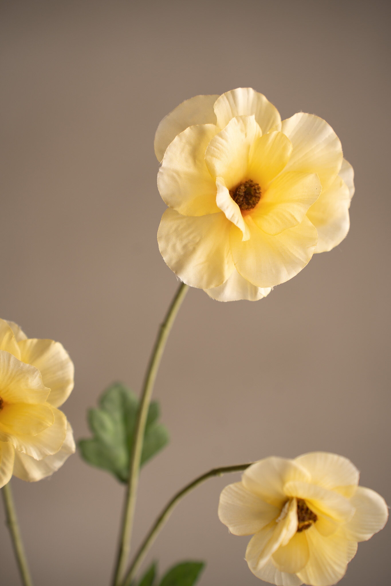 https://www.mrplantshopb2b.se/pub_docs/files/4648-51-g.jpg