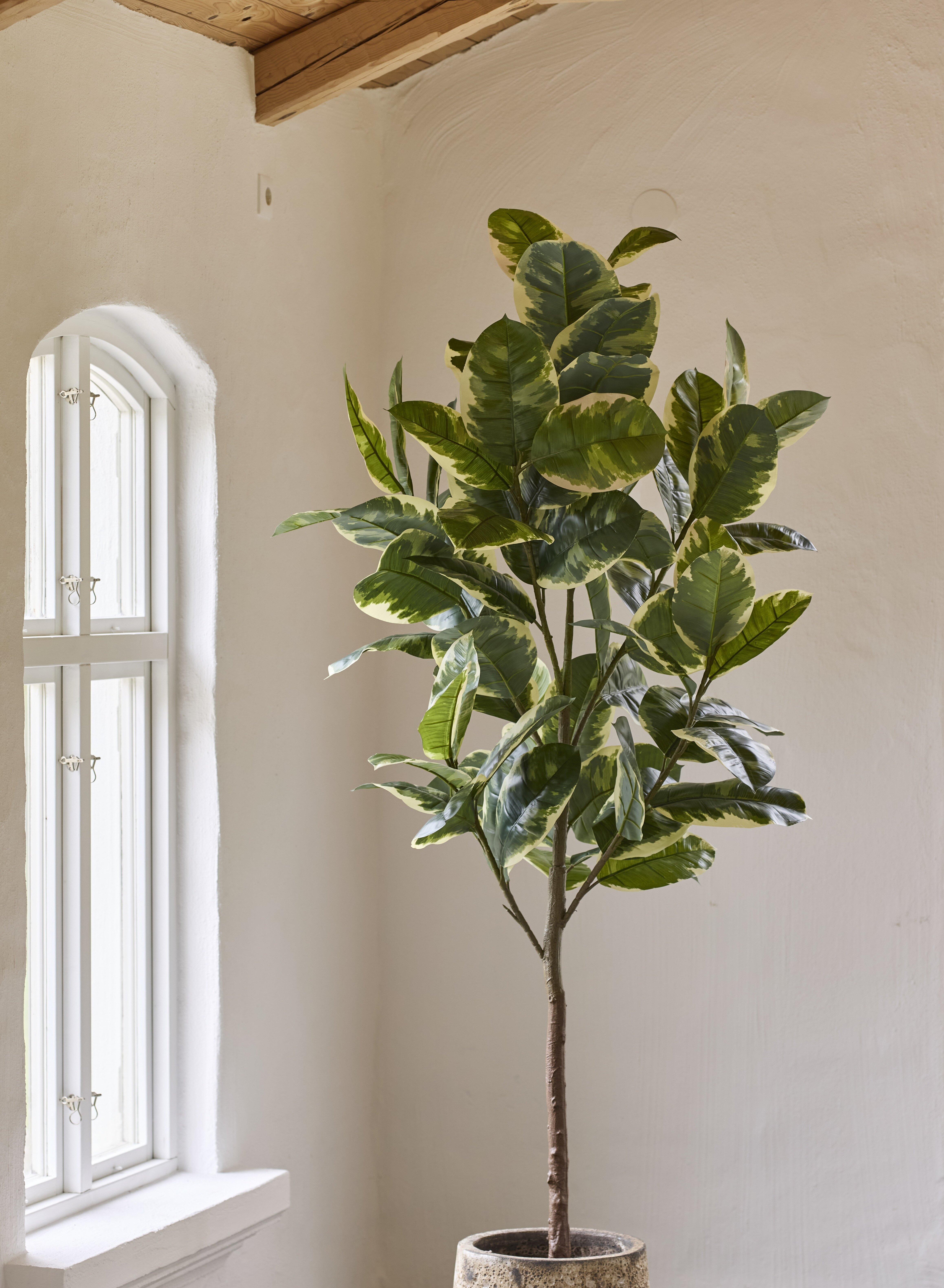 https://www.mrplantshopb2b.se/pub_docs/files/Trad..jpg