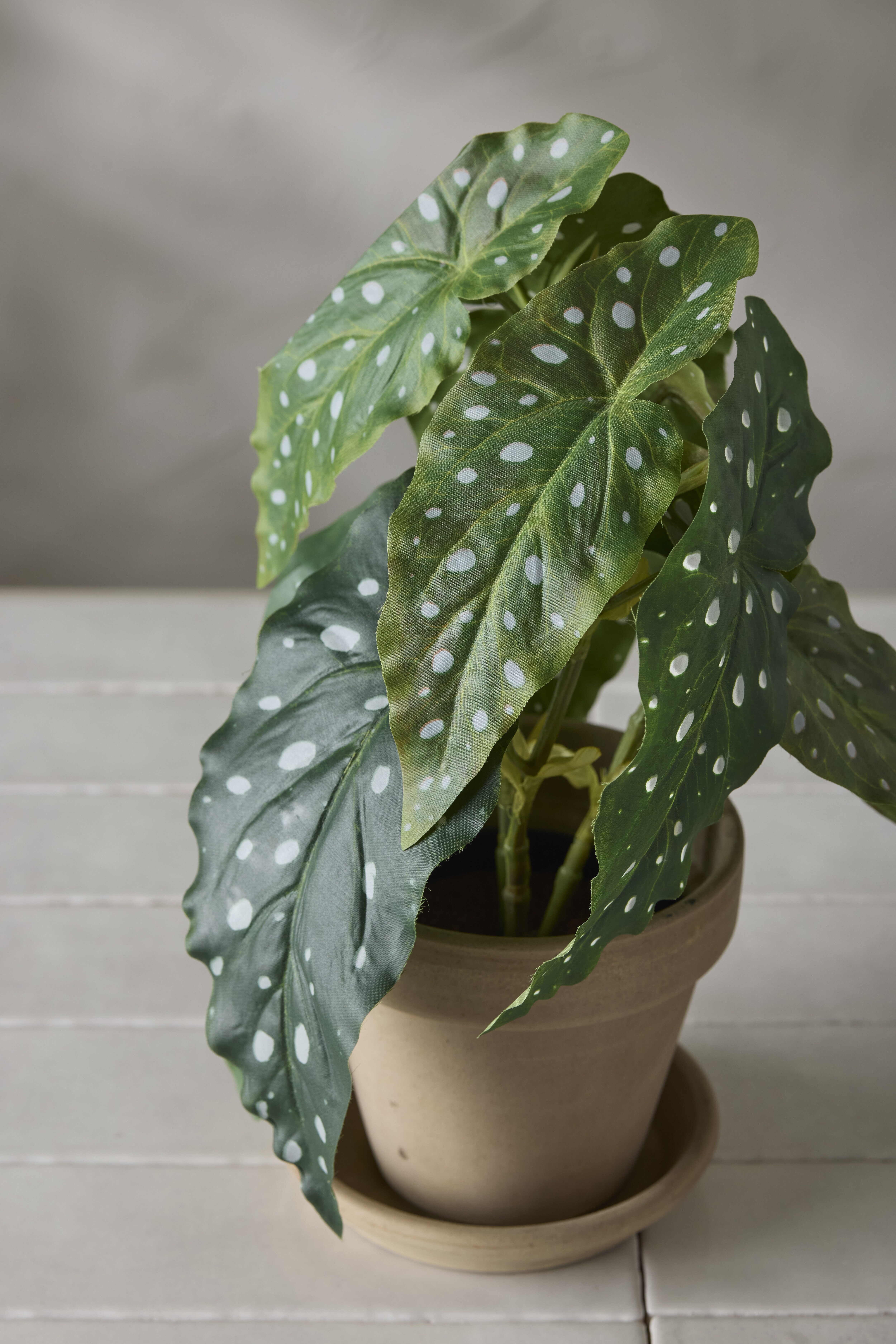 https://www.mrplantshopb2b.se/pub_docs/files/kruk-2104-90-1b.jpg
