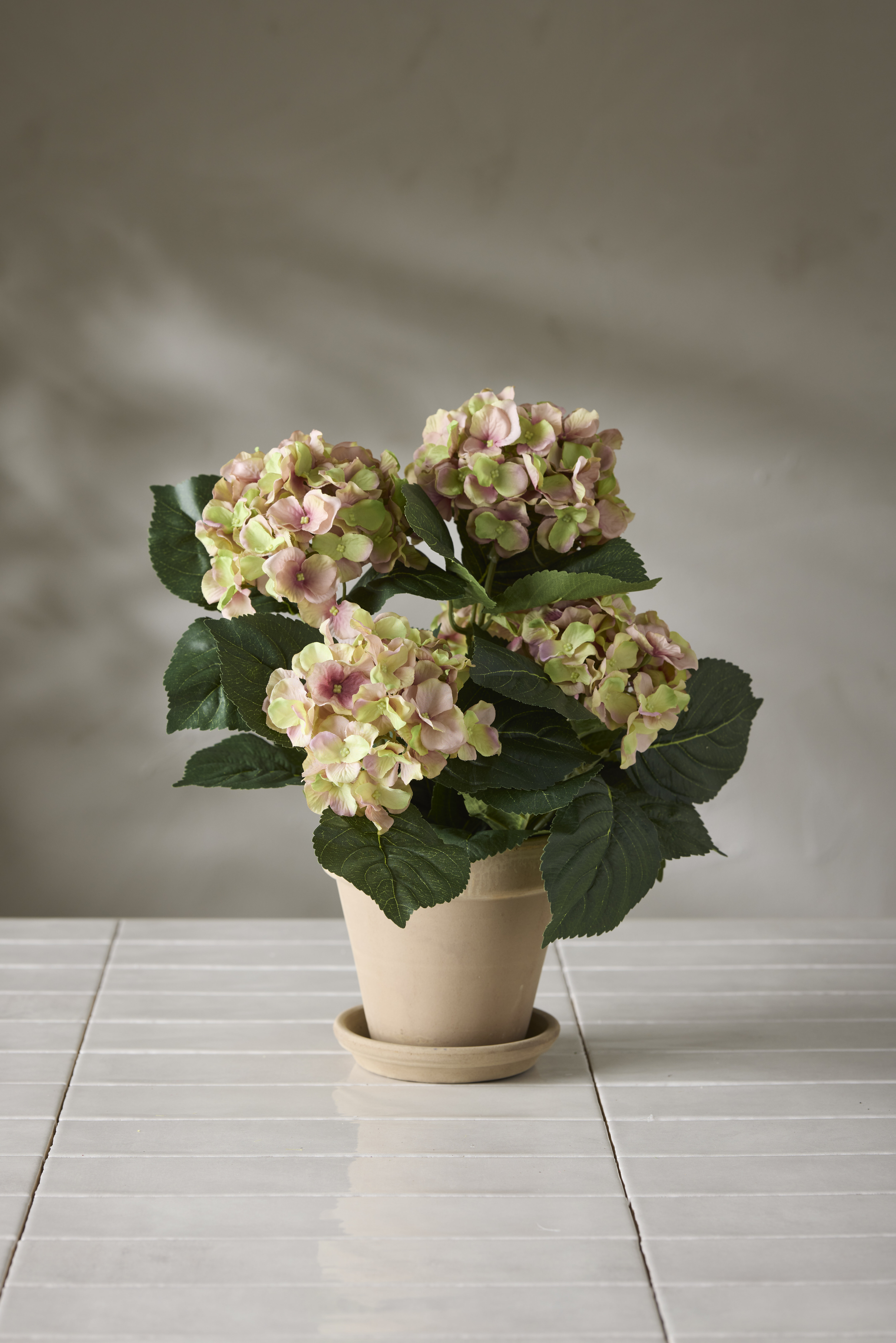 https://www.mrplantshopb2b.se/pub_docs/files/kruk-6871-21-1.jpg