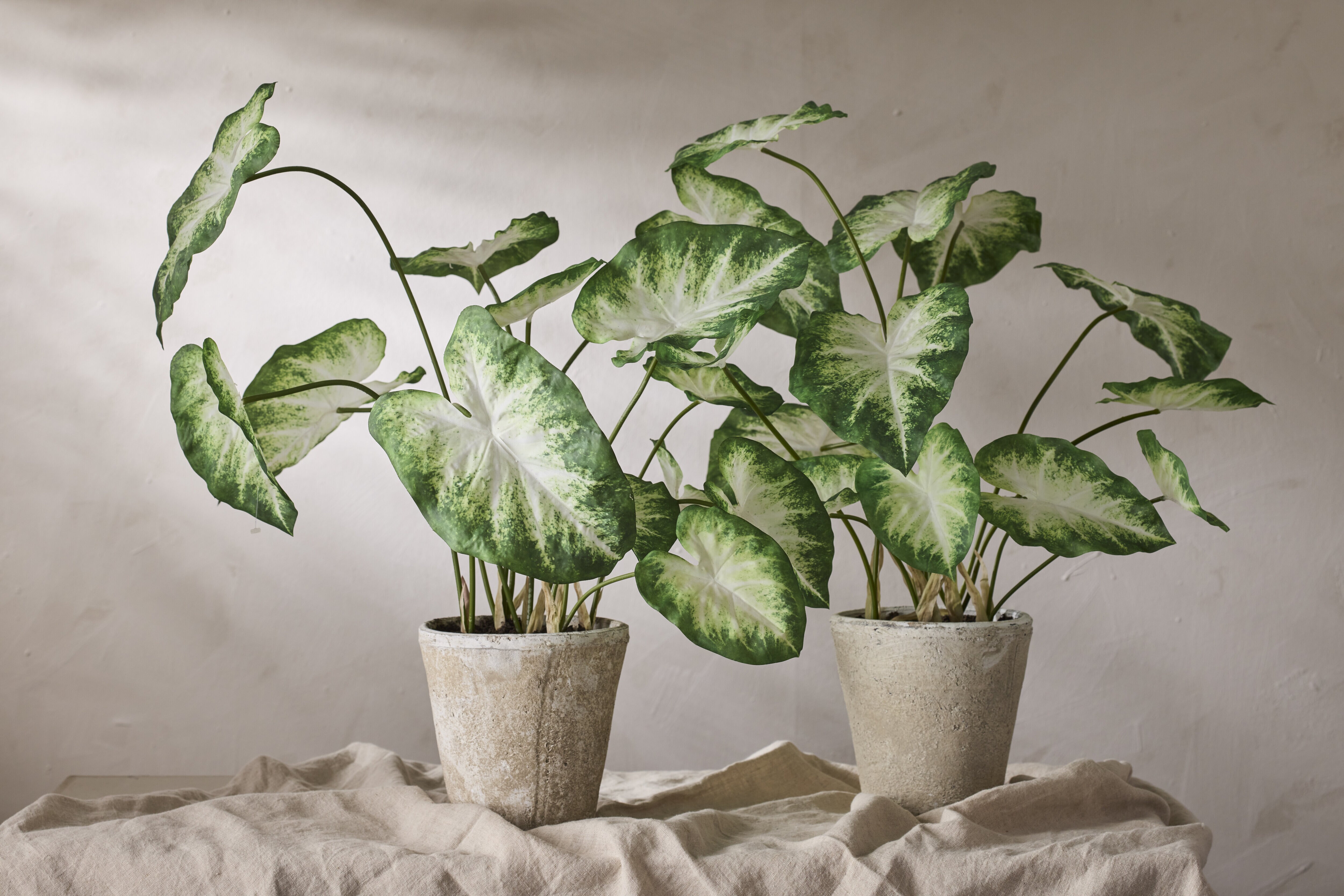 https://www.mrplantshopb2b.se/pub_docs/files/mfr_2313.jpg