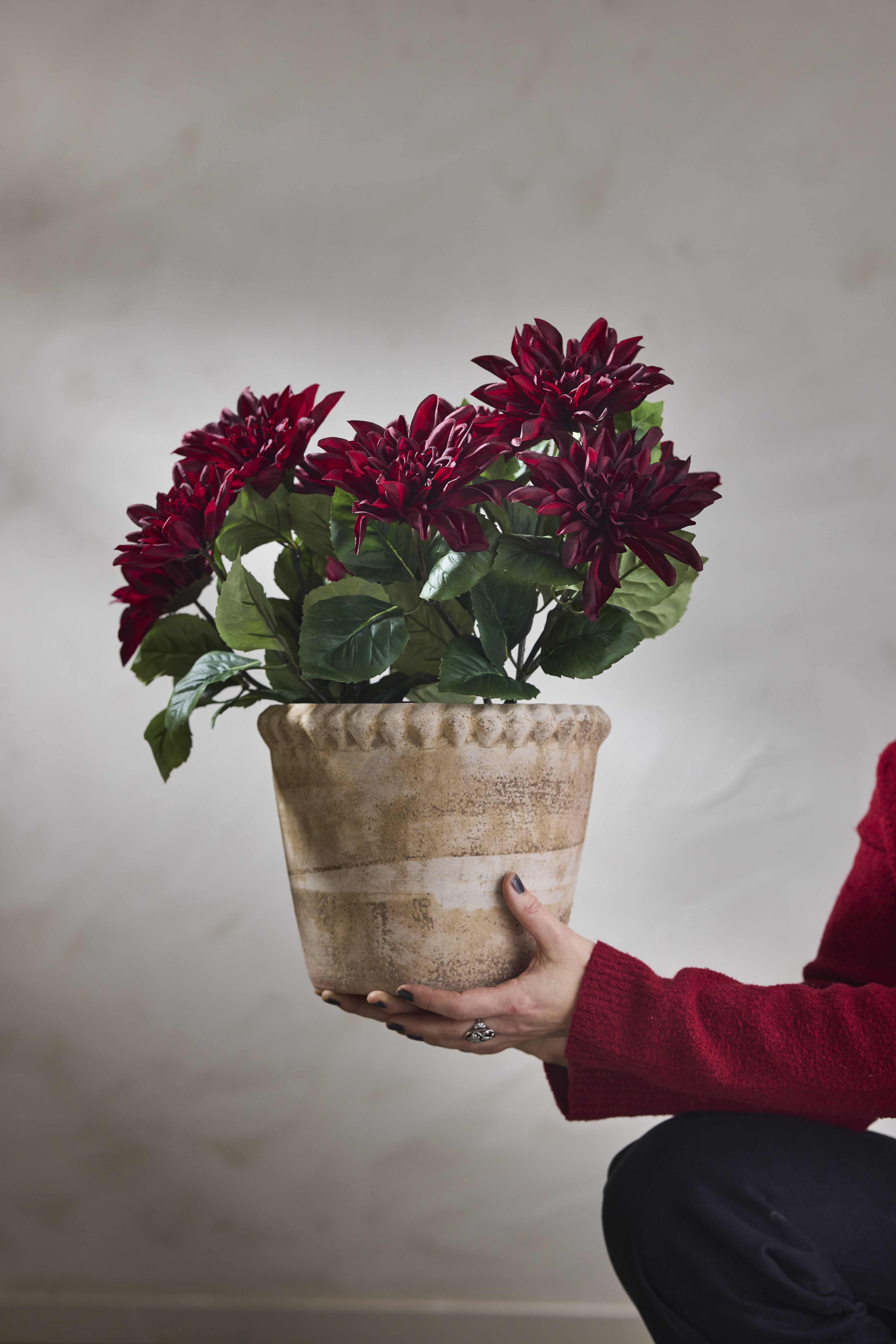 https://www.mrplantshopb2b.se/pub_docs/files/mfr_240408_0772.jpg