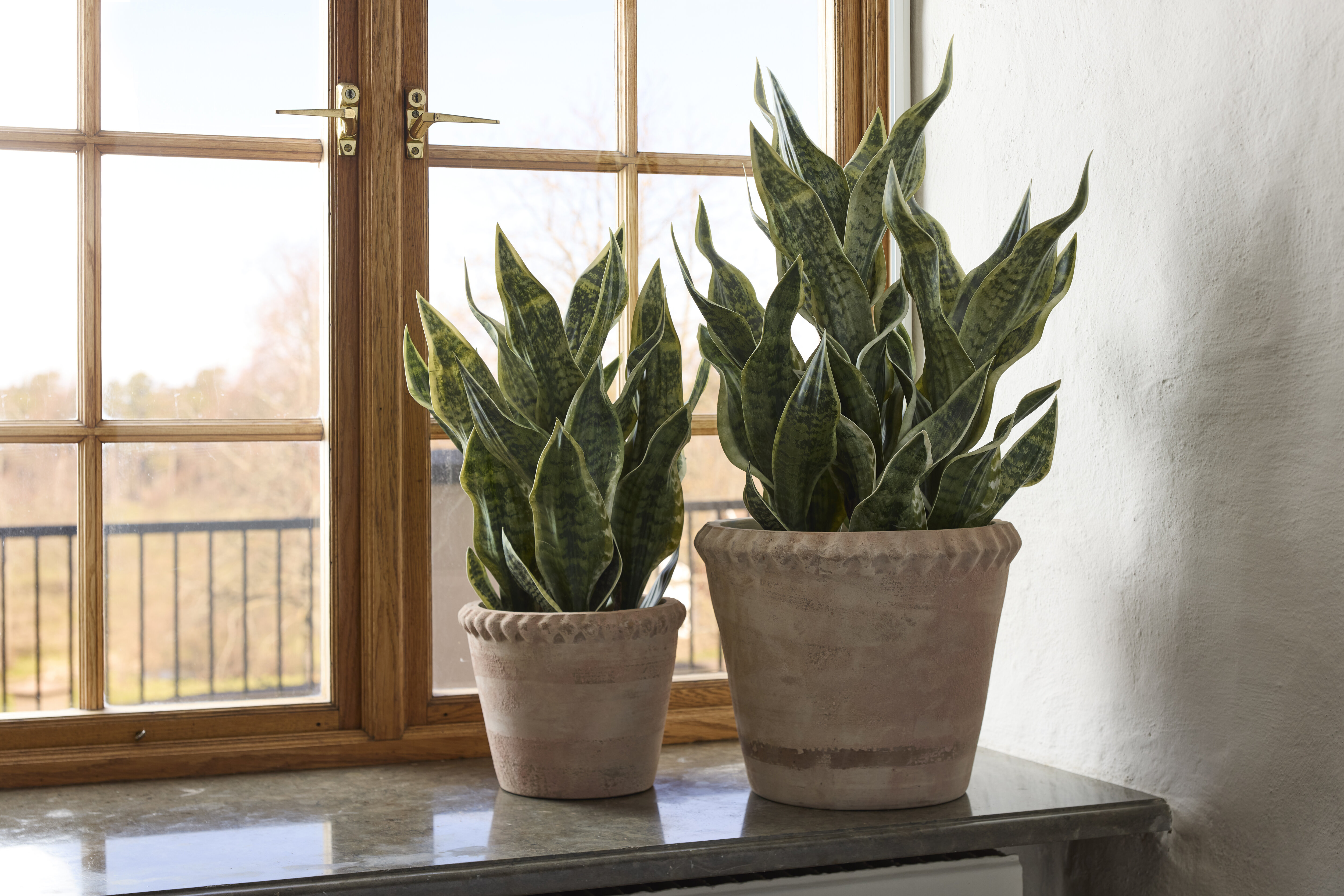 https://www.mrplantshopb2b.se/pub_docs/files/mfr_240416_5289.jpg