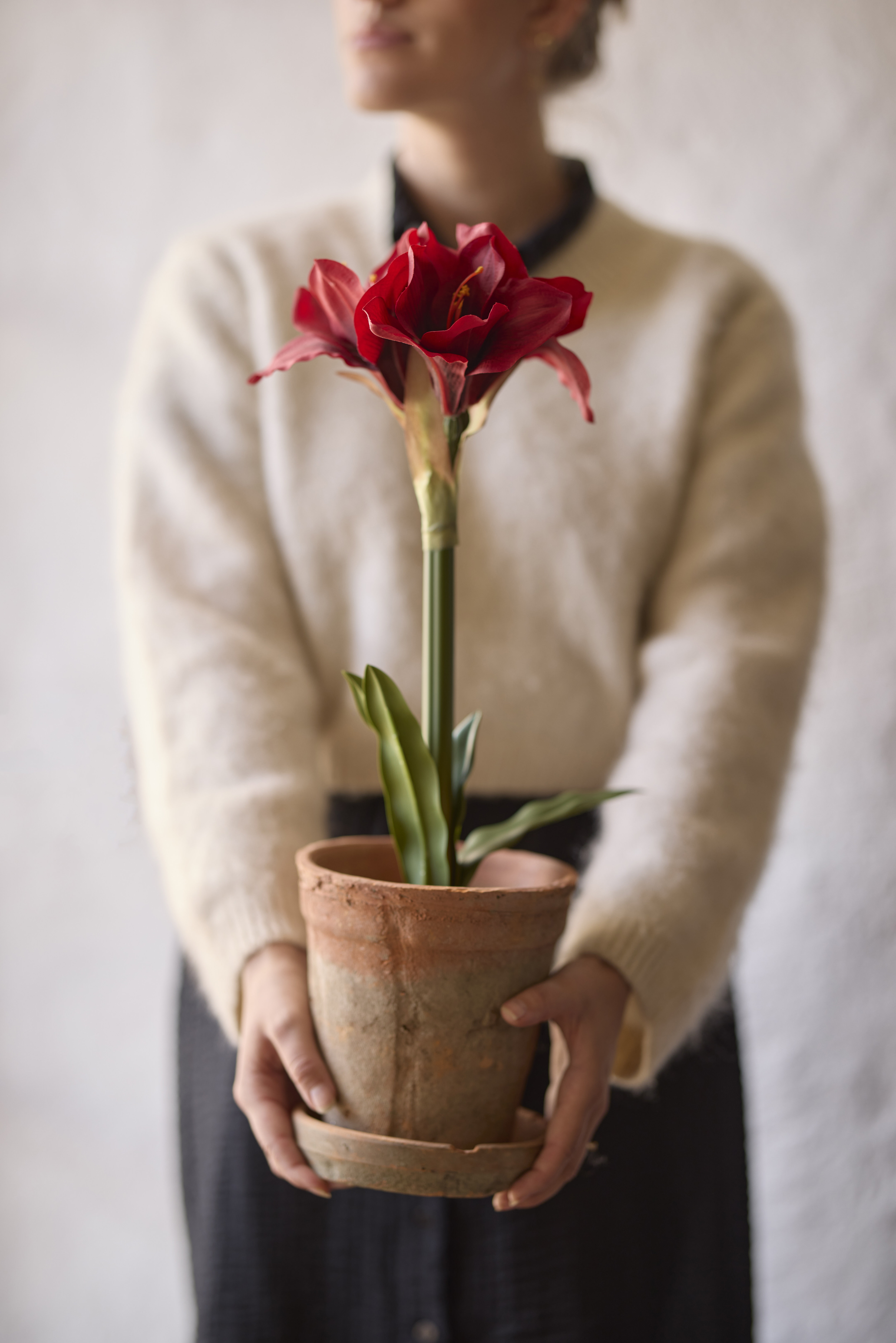 https://www.mrplantshopb2b.se/pub_docs/files/mfr_240417_6547-red.jpg