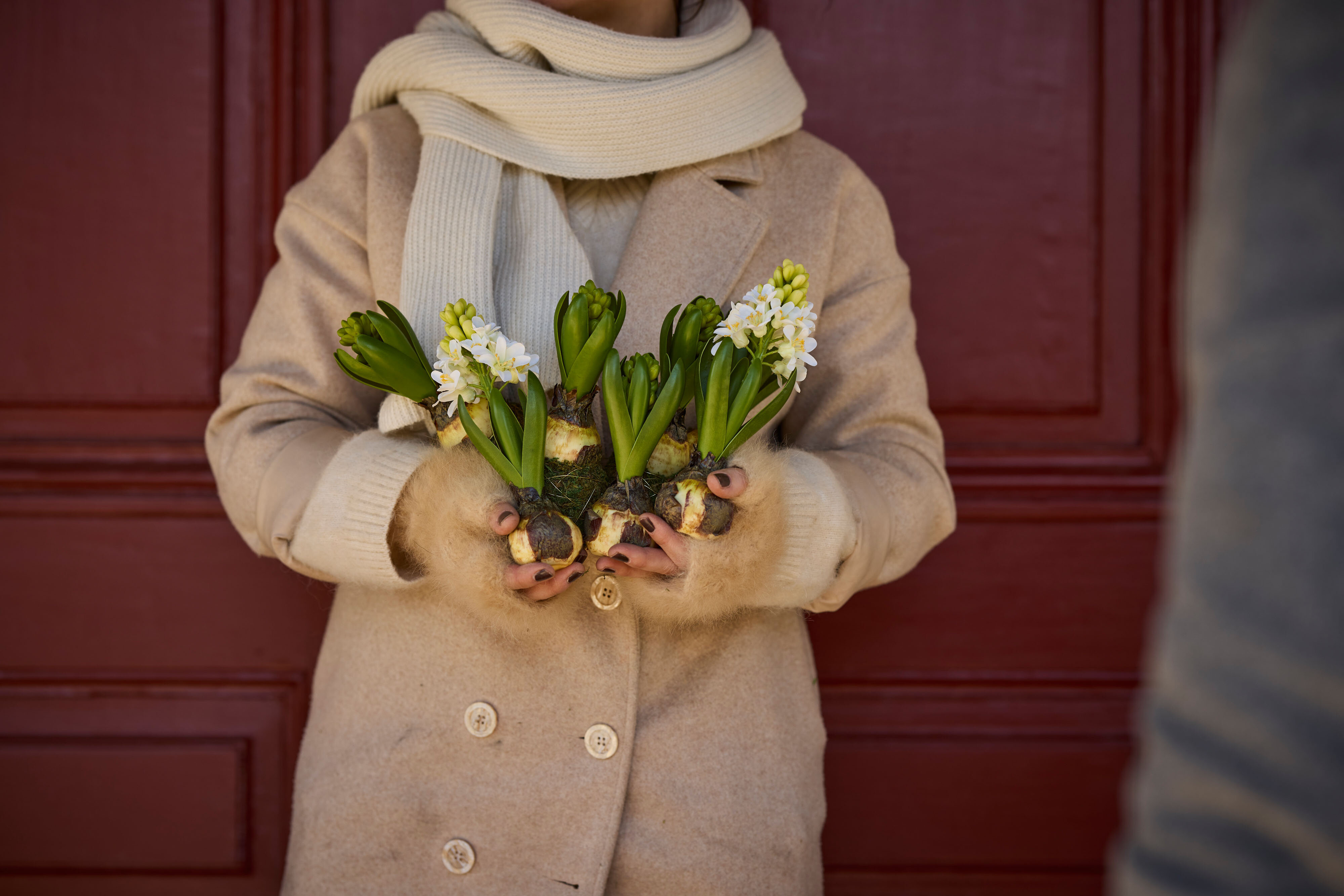 https://www.mrplantshopb2b.se/pub_docs/files/mfr_240418_6924.jpg