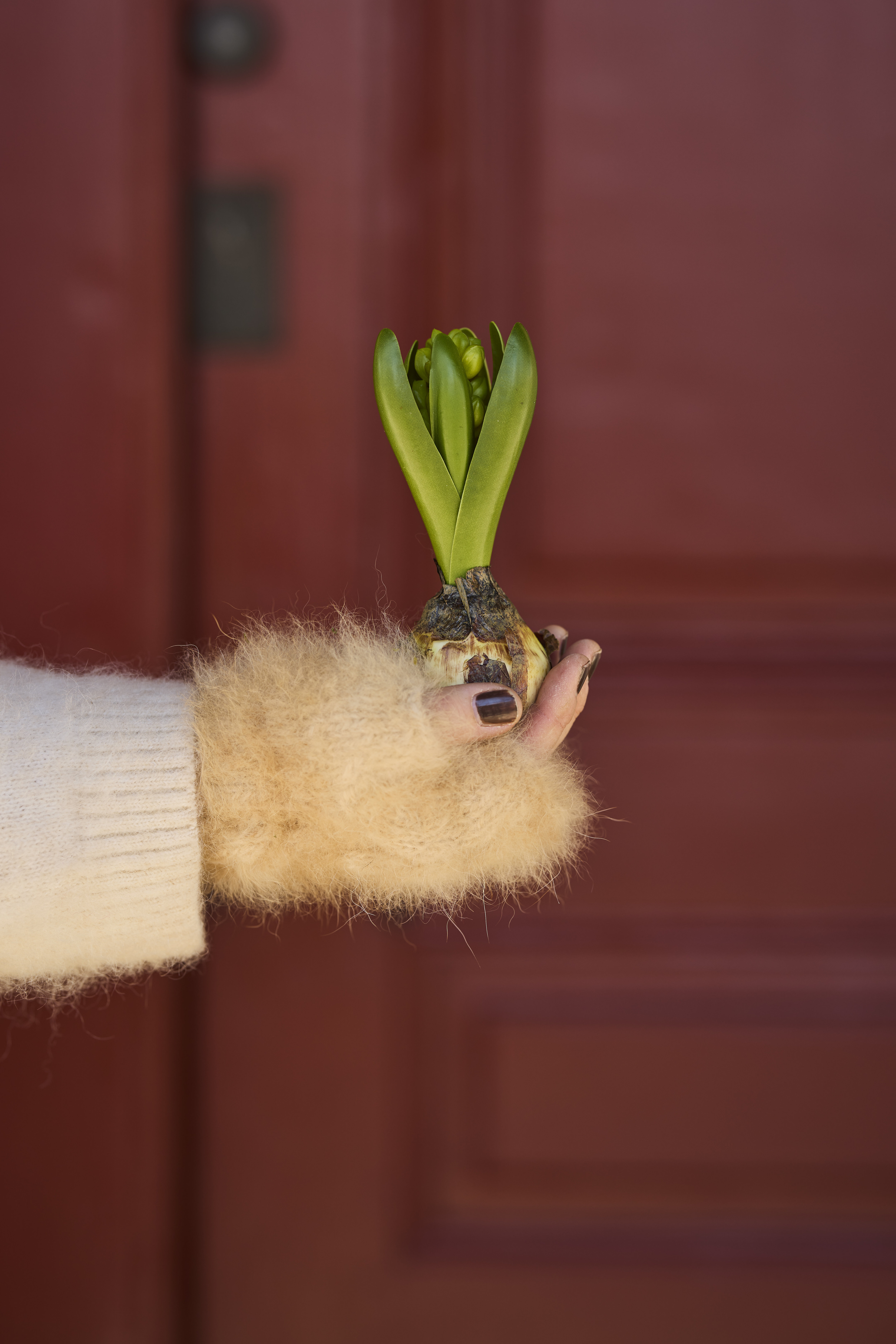 https://www.mrplantshopb2b.se/pub_docs/files/mfr_240418_6963.jpg