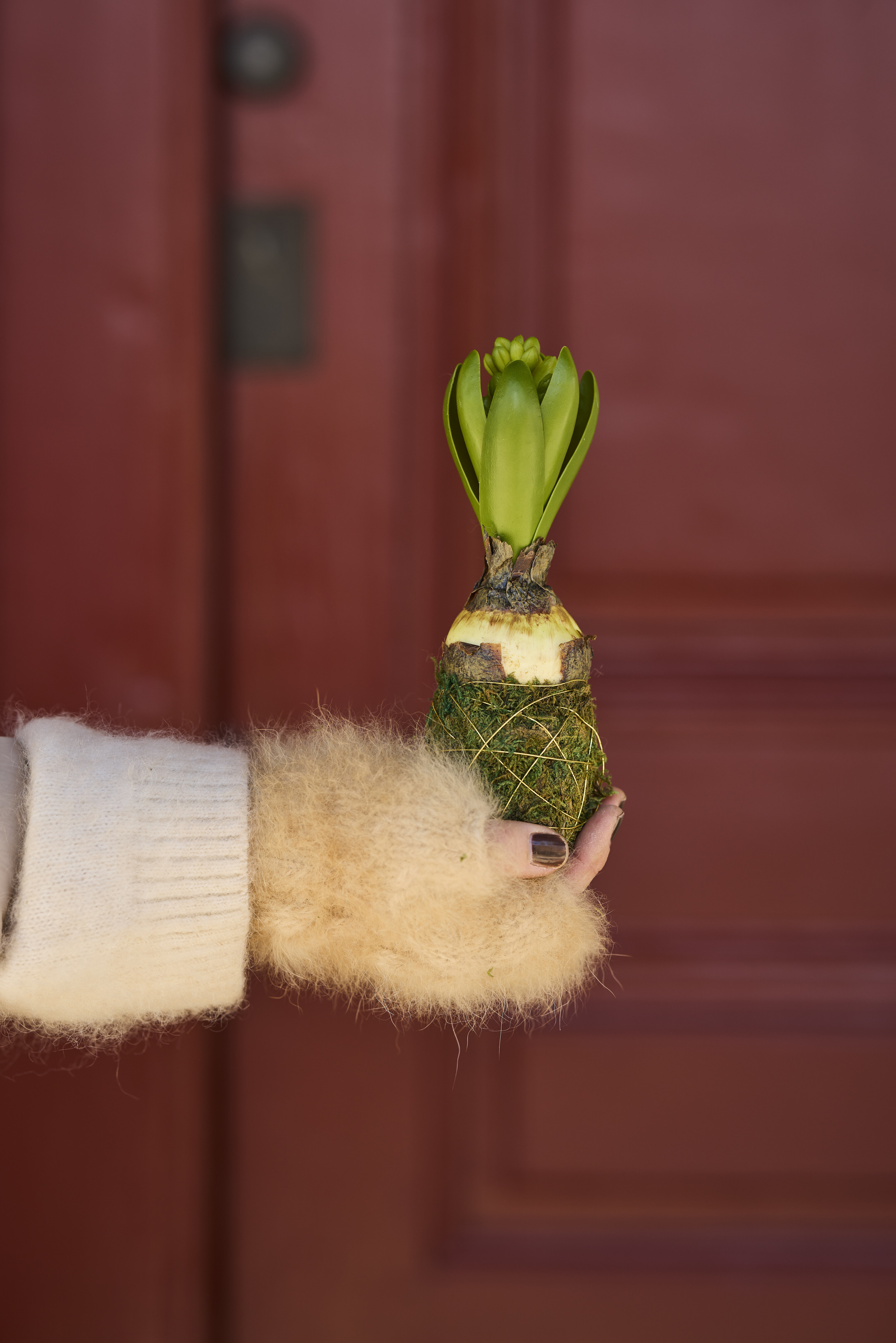 https://www.mrplantshopb2b.se/pub_docs/files/mfr_240418_6968.jpg