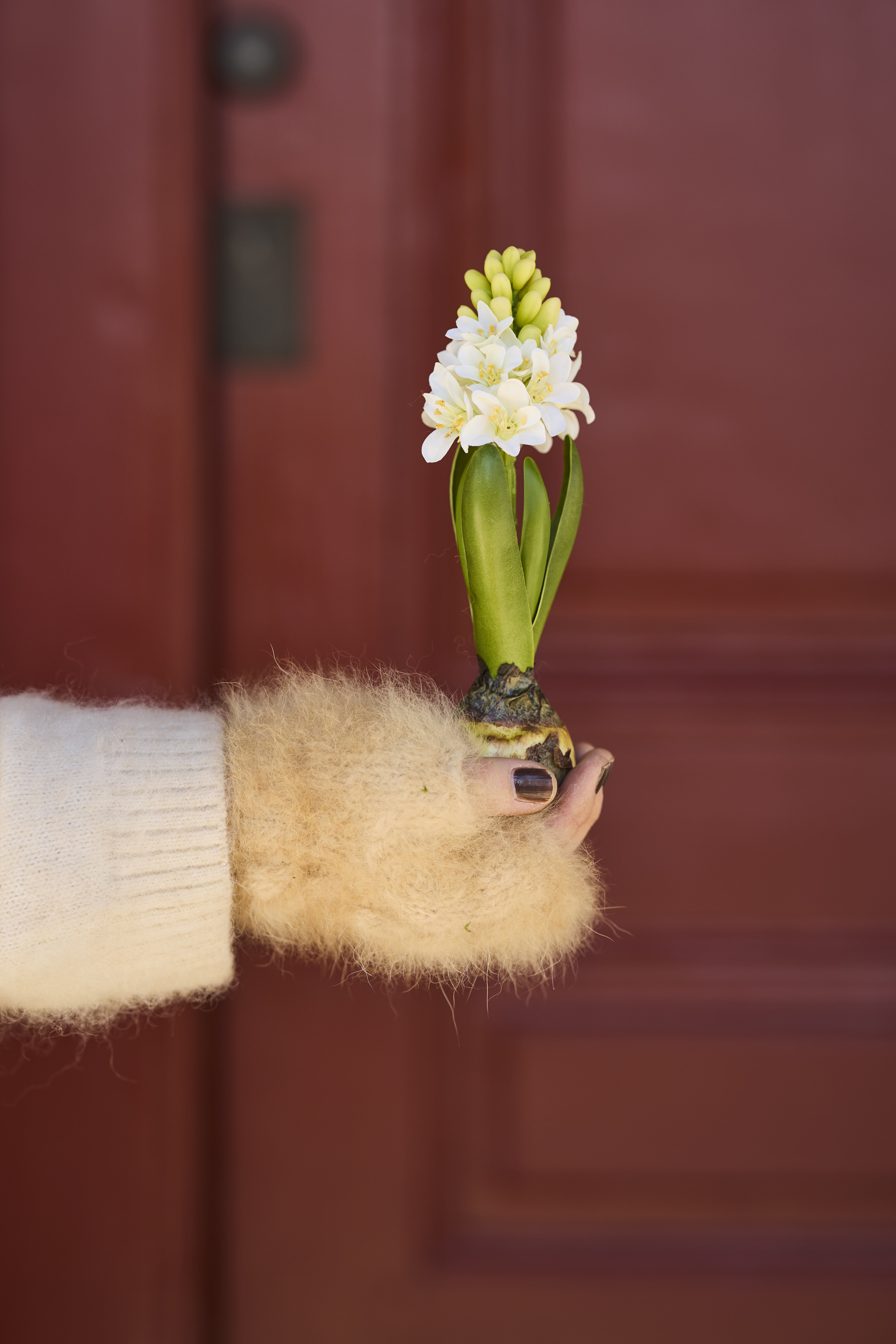 https://www.mrplantshopb2b.se/pub_docs/files/mfr_240418_6976.jpg