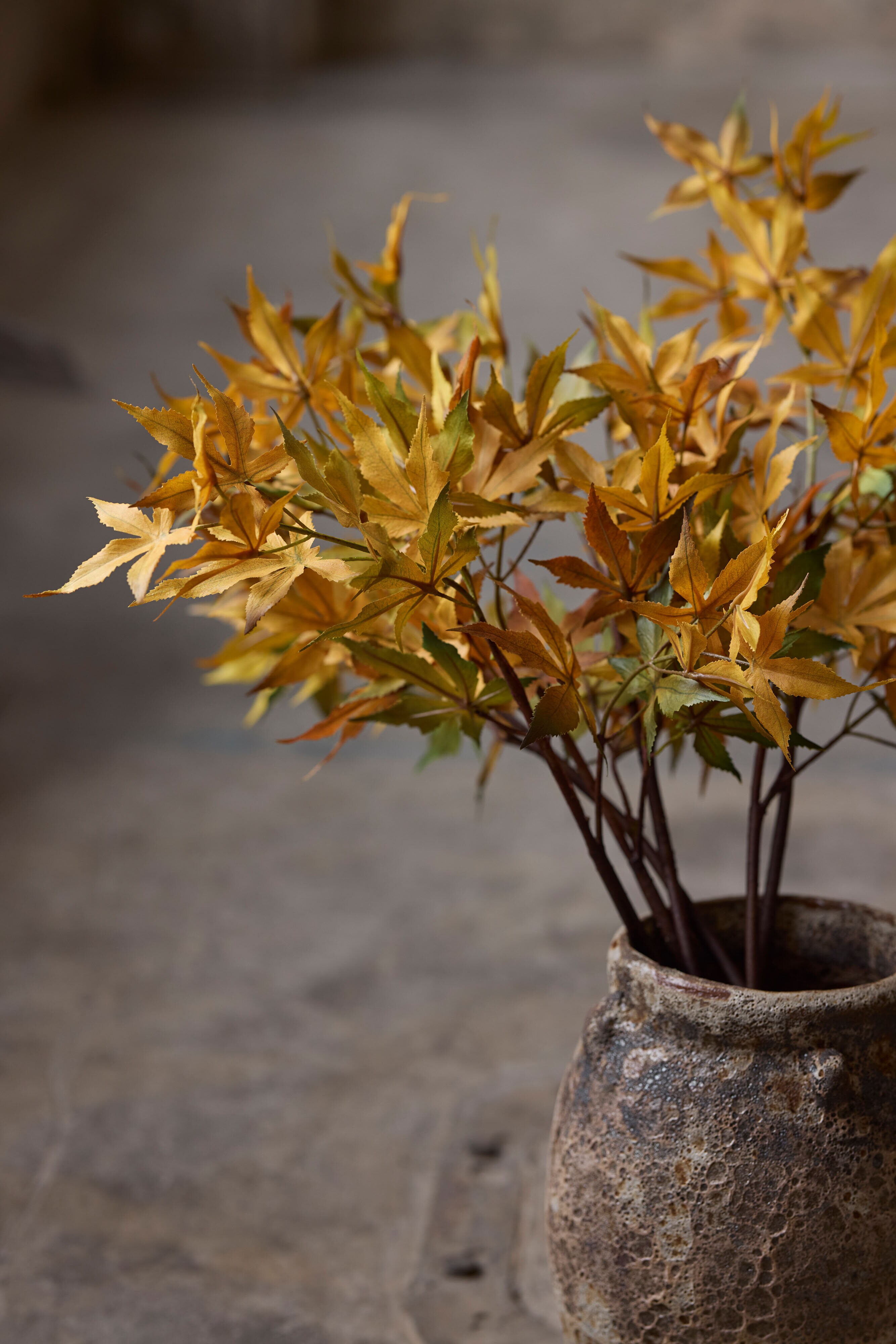 https://www.mrplantshopb2b.se/pub_docs/files/mfr_250409-0837.jpg