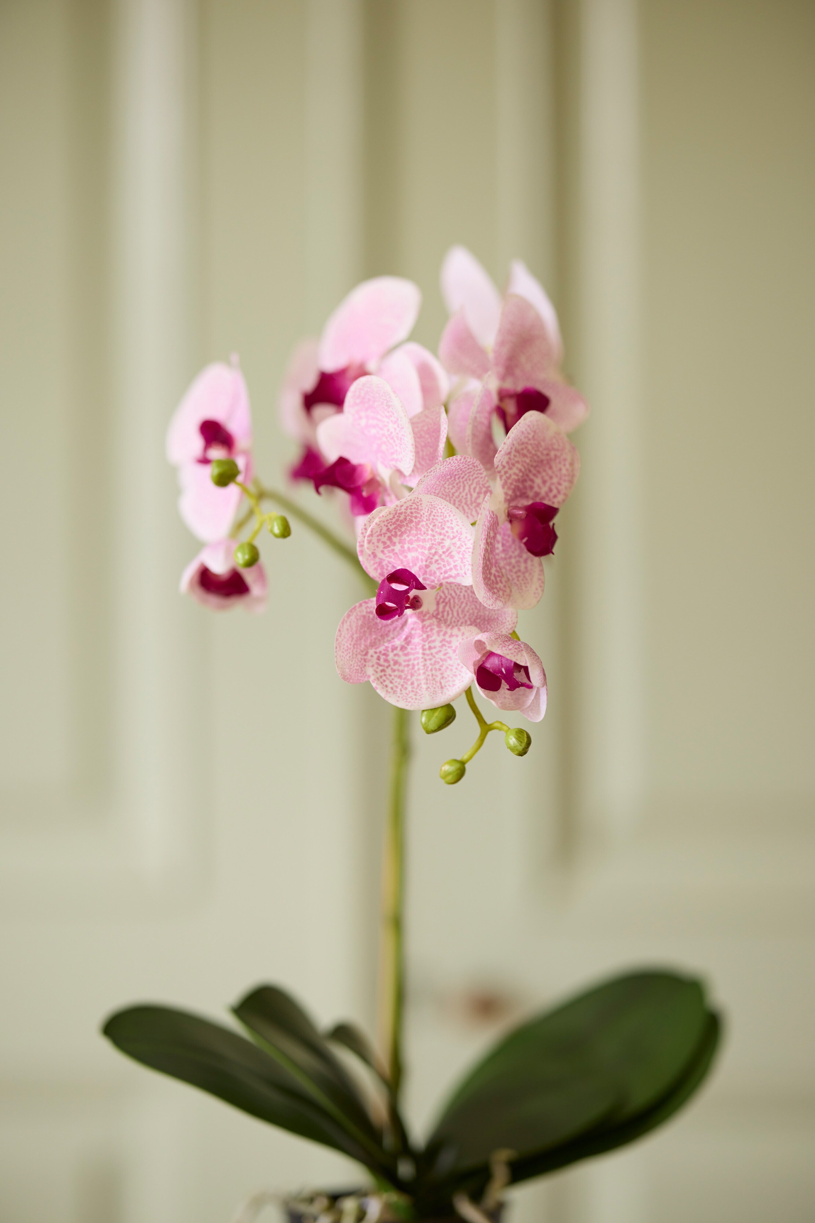 https://www.mrplantshopb2b.se/pub_docs/files/mfr_5976.jpg