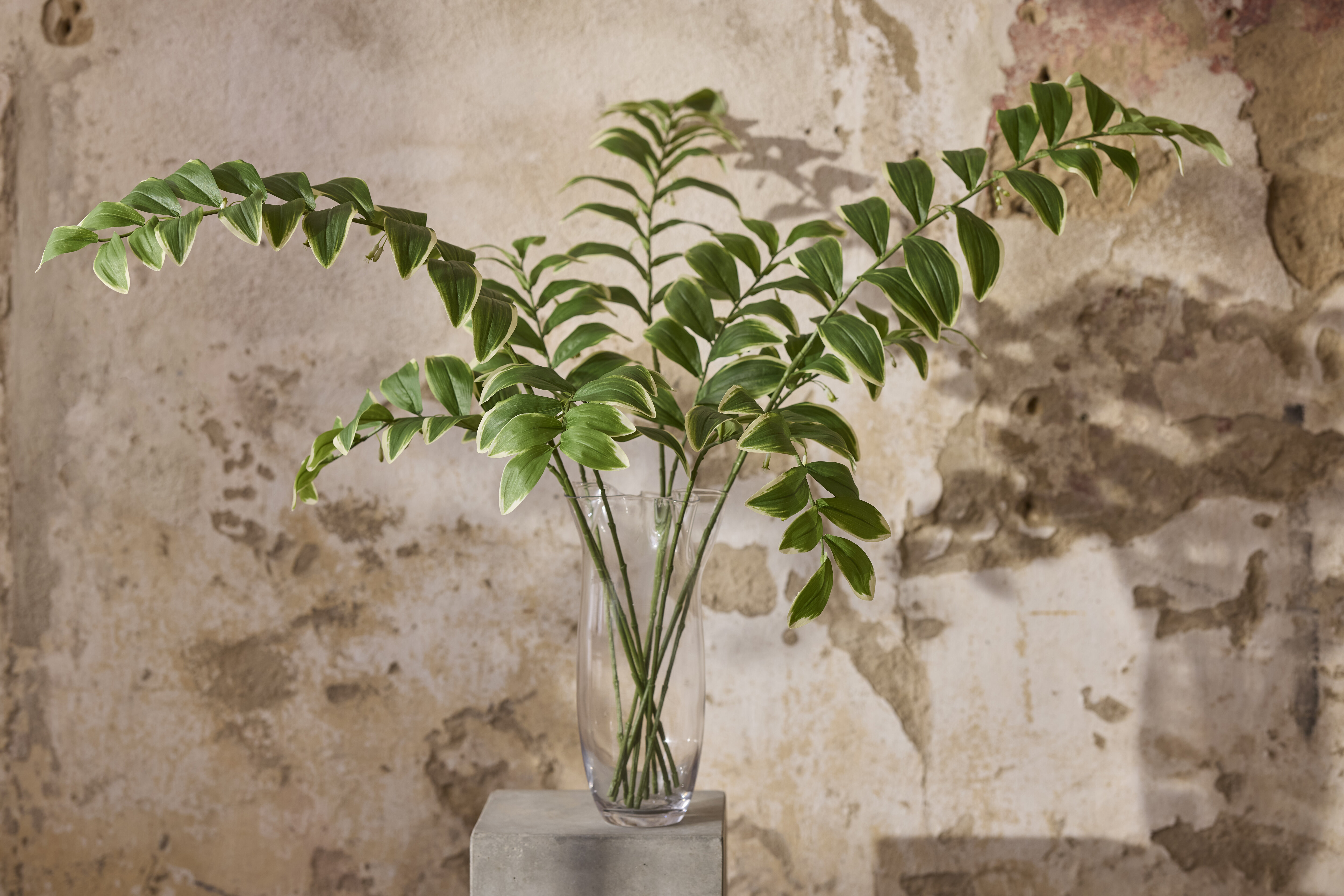 https://www.mrplantshopb2b.se/pub_docs/files/mfr_8702.jpg