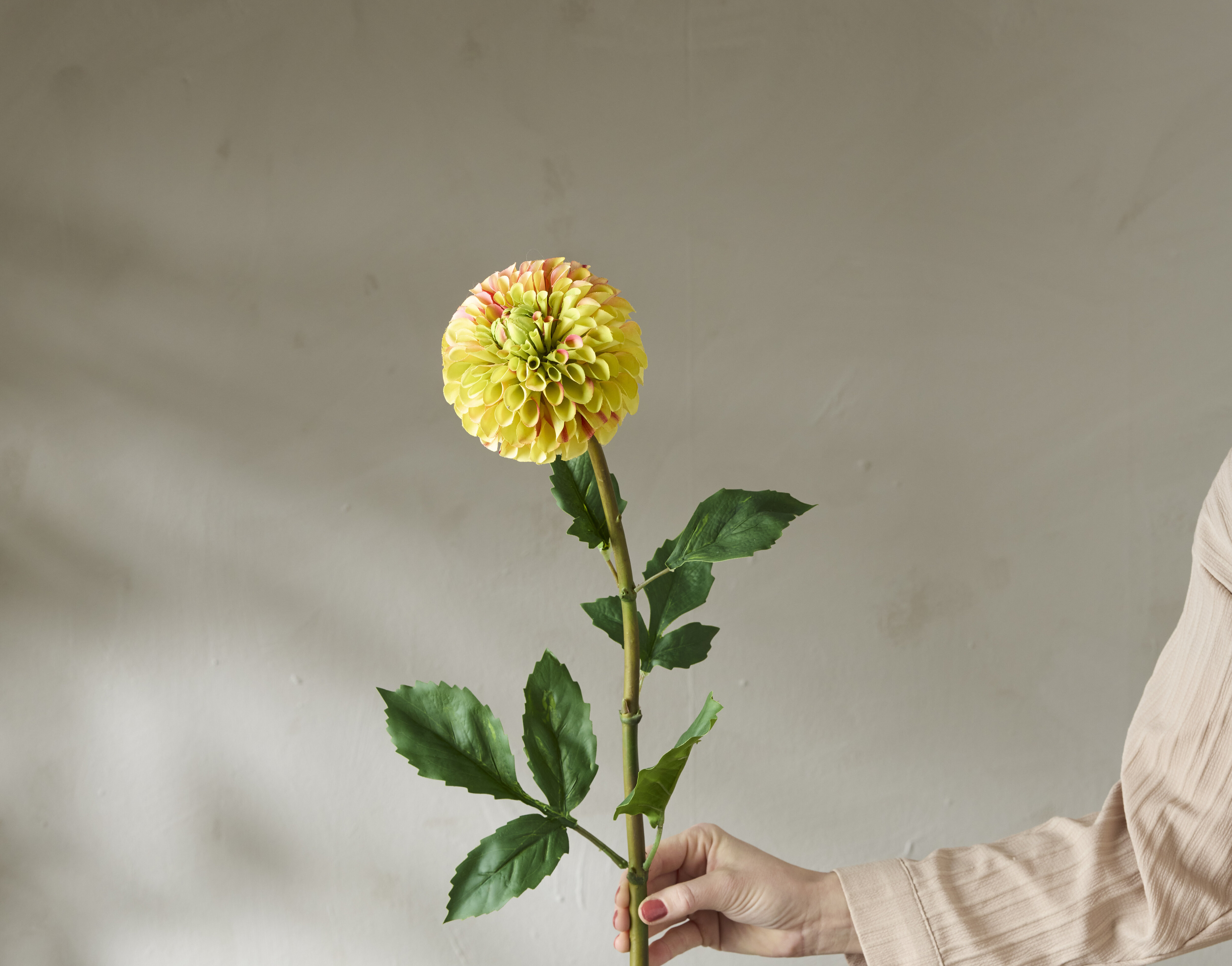 https://www.mrplantshopb2b.se/pub_docs/files/snitt-3648-52.jpg