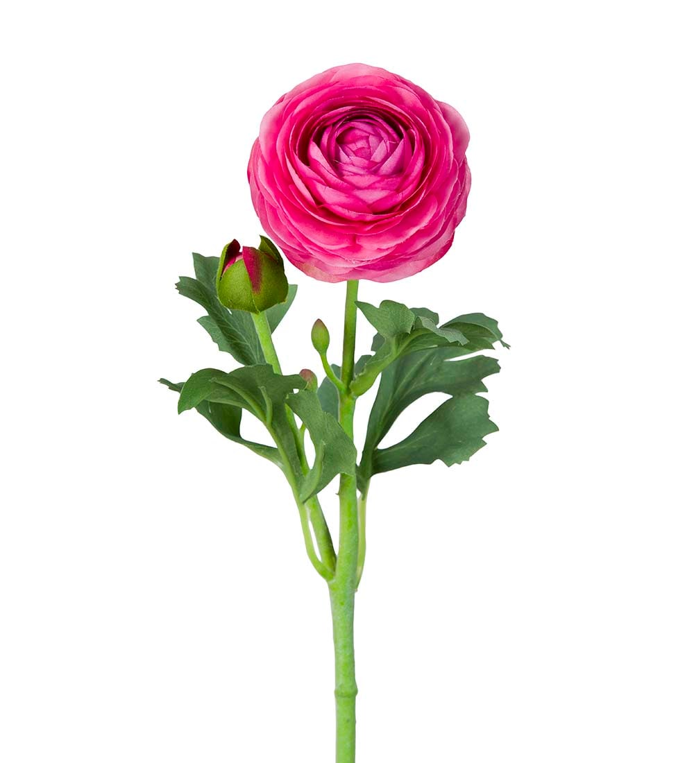 Ranuncel