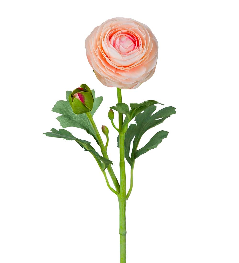 Ranuncel