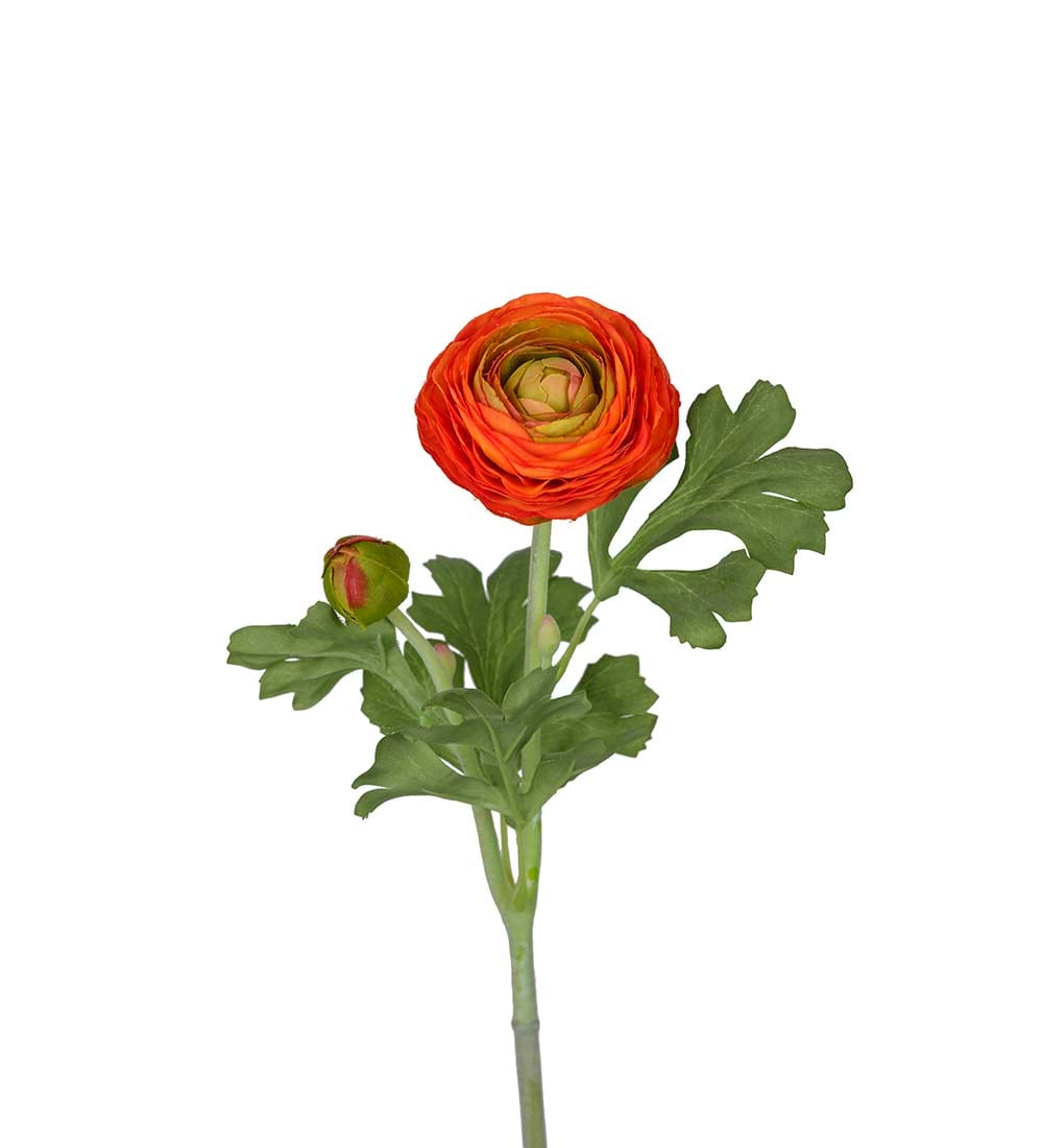 Ranuncel