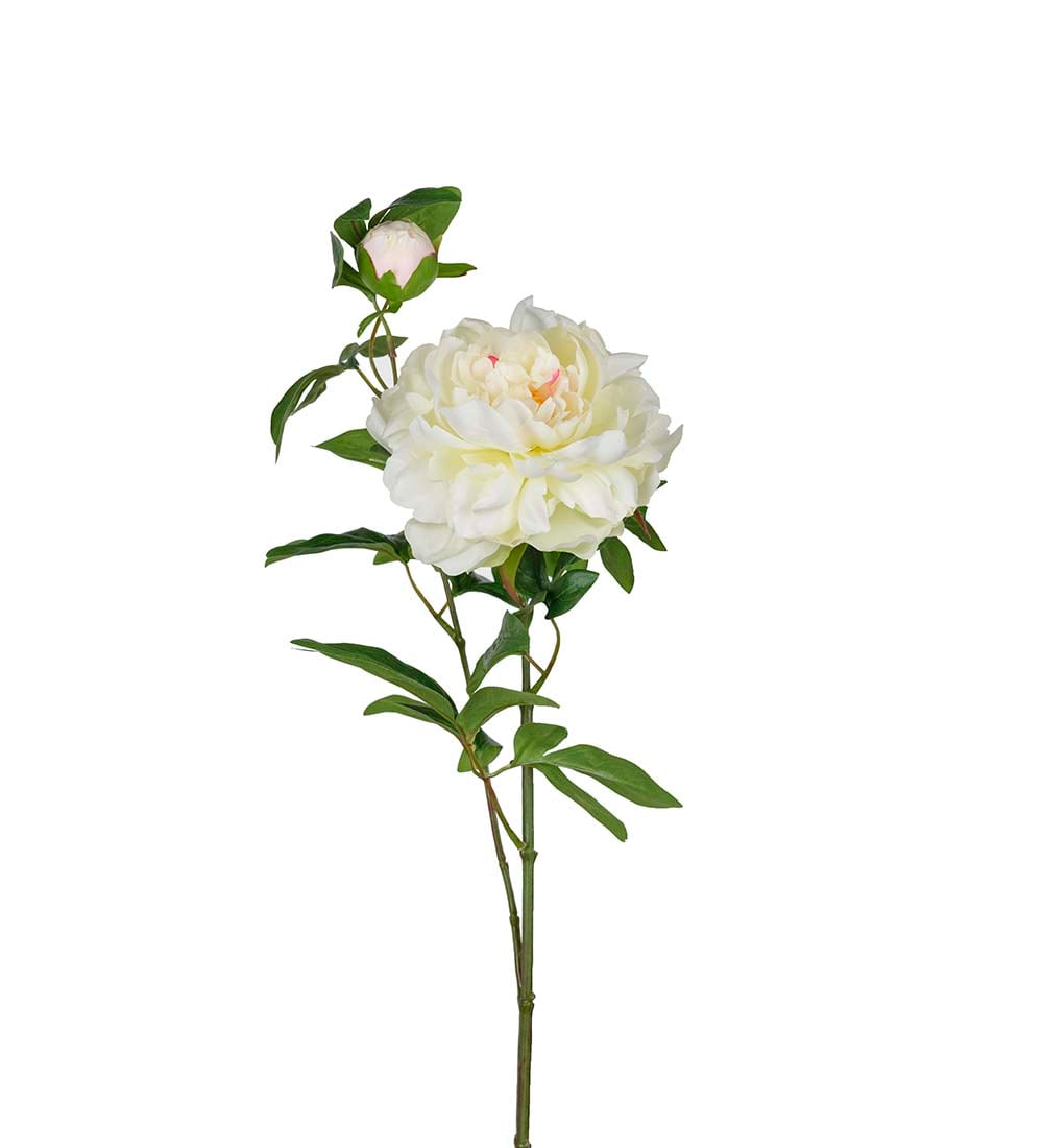 Pion