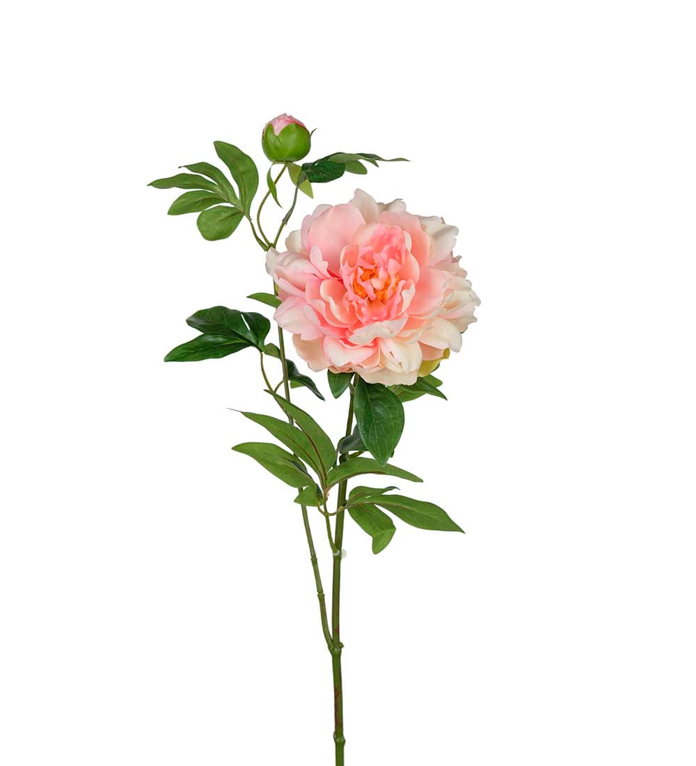 Pion