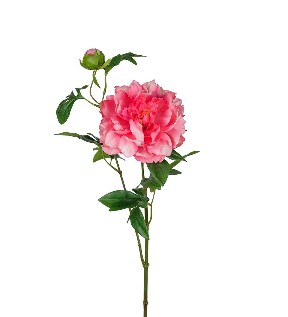 Pion