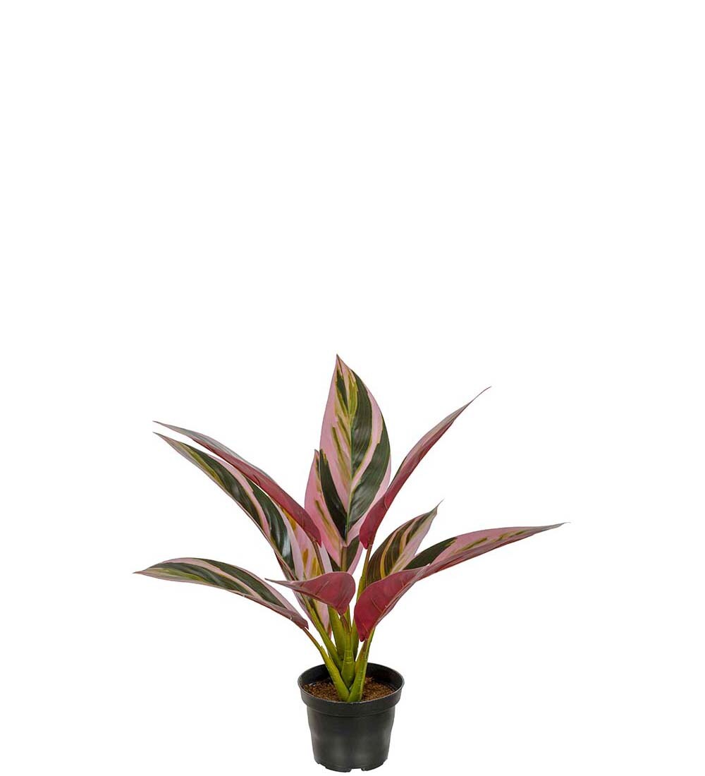Cordyline