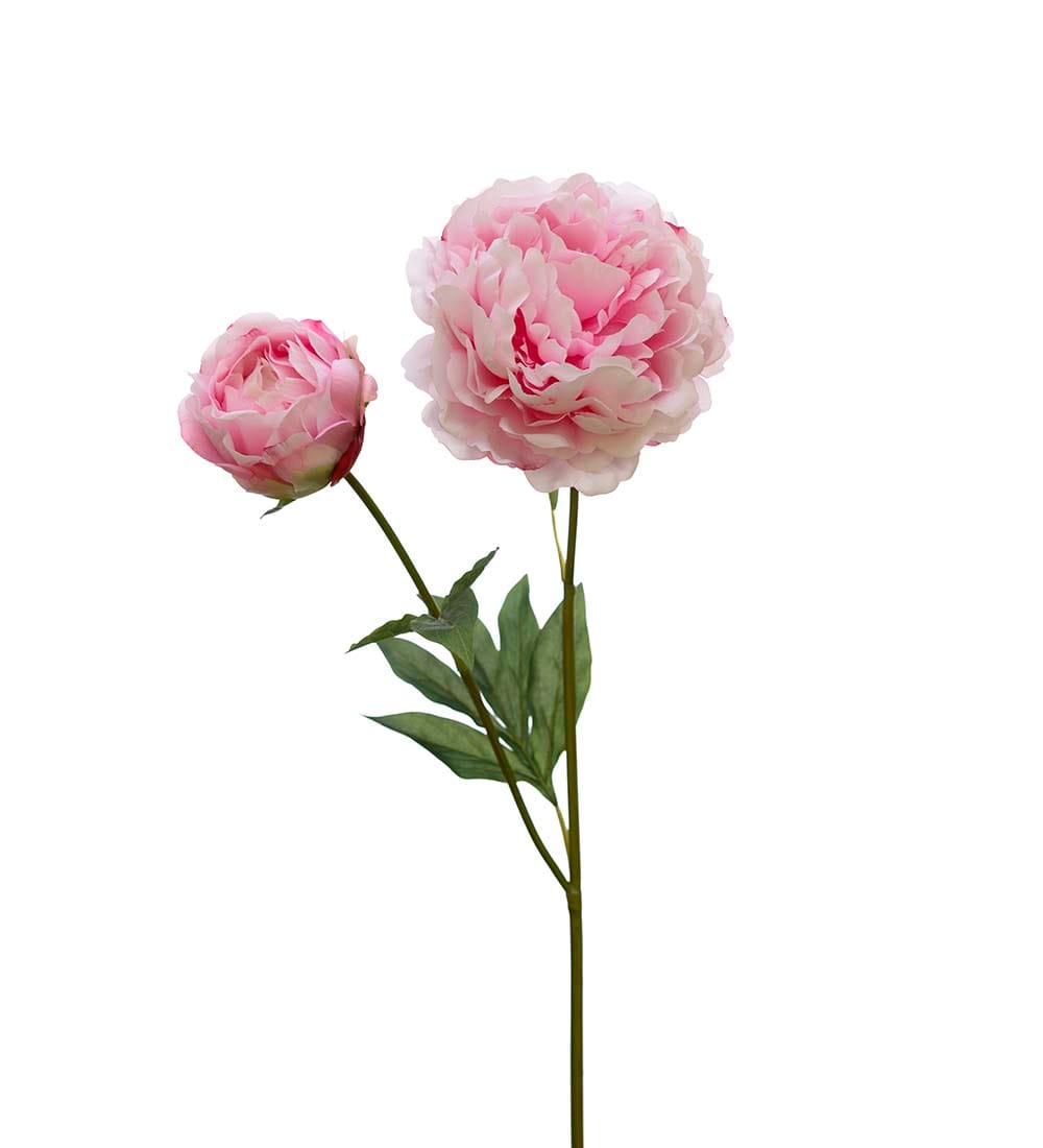 Pion