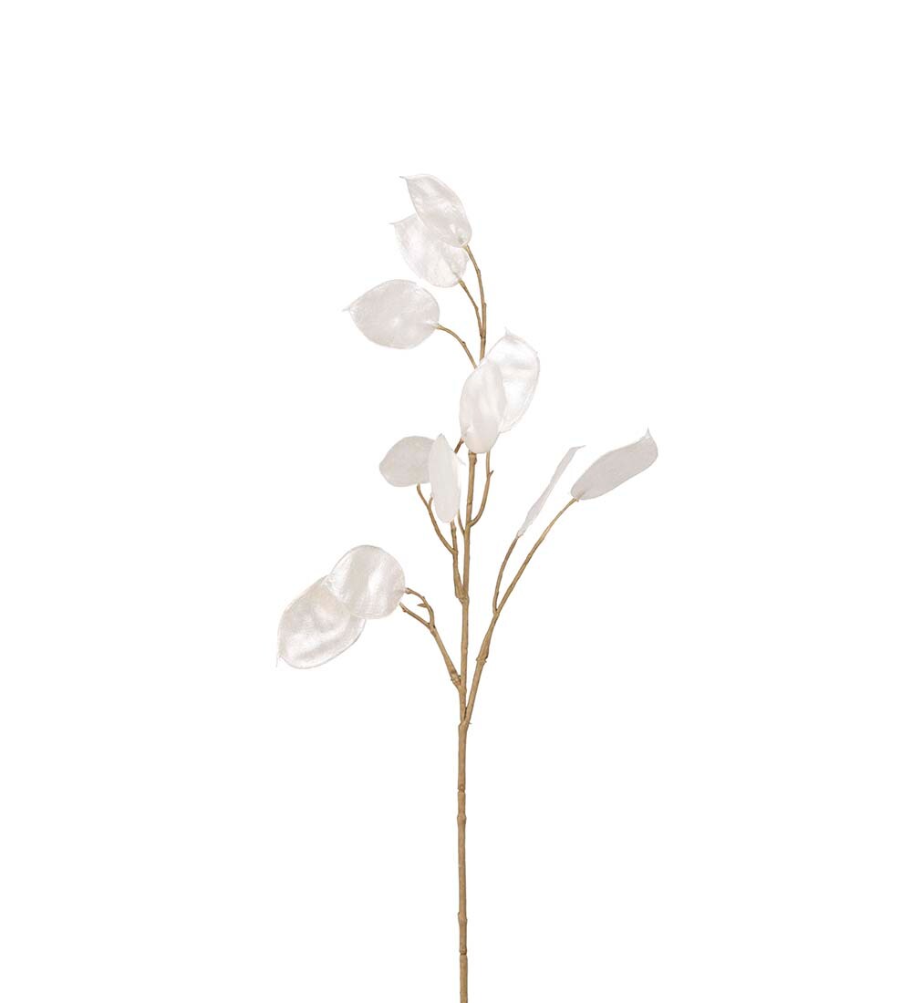 Lunaria