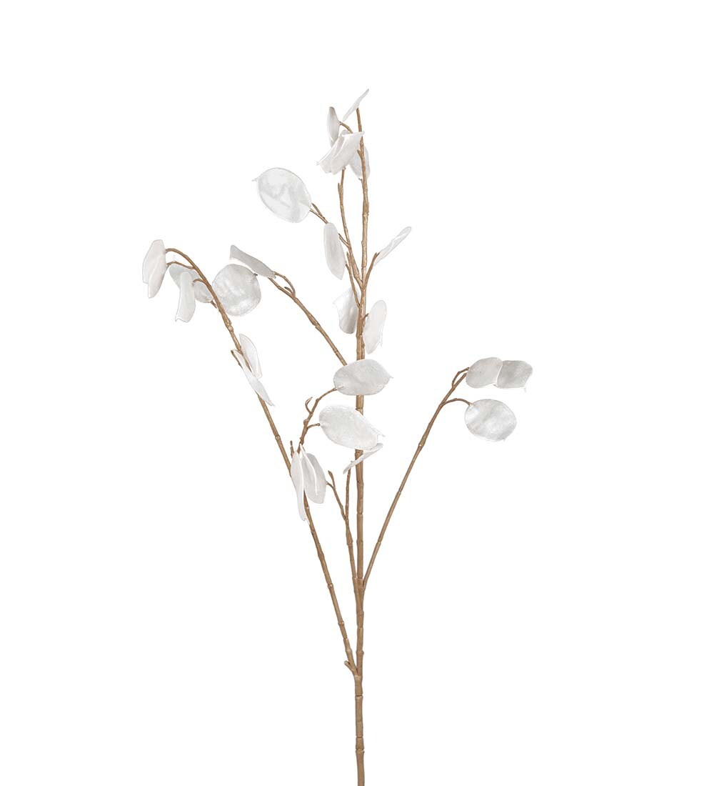Lunaria