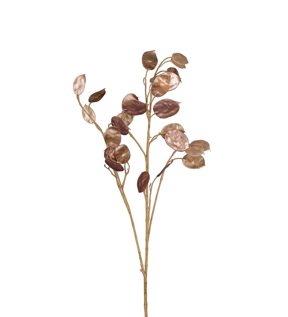 Lunaria