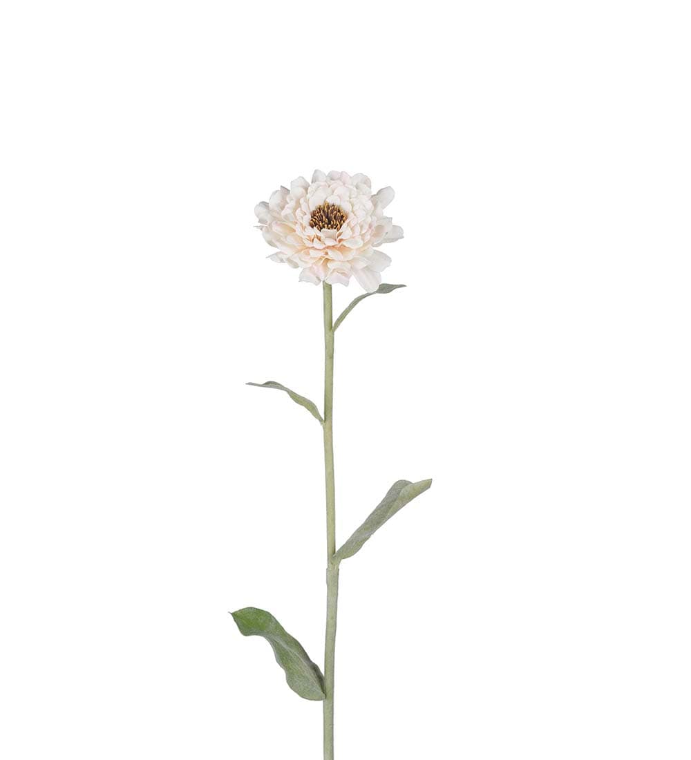 Zinnia