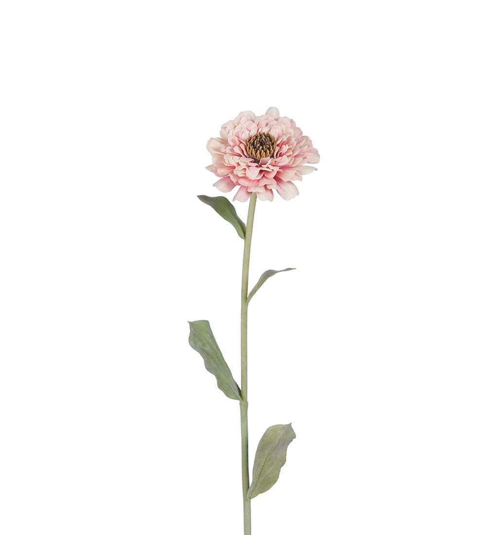 Zinnia
