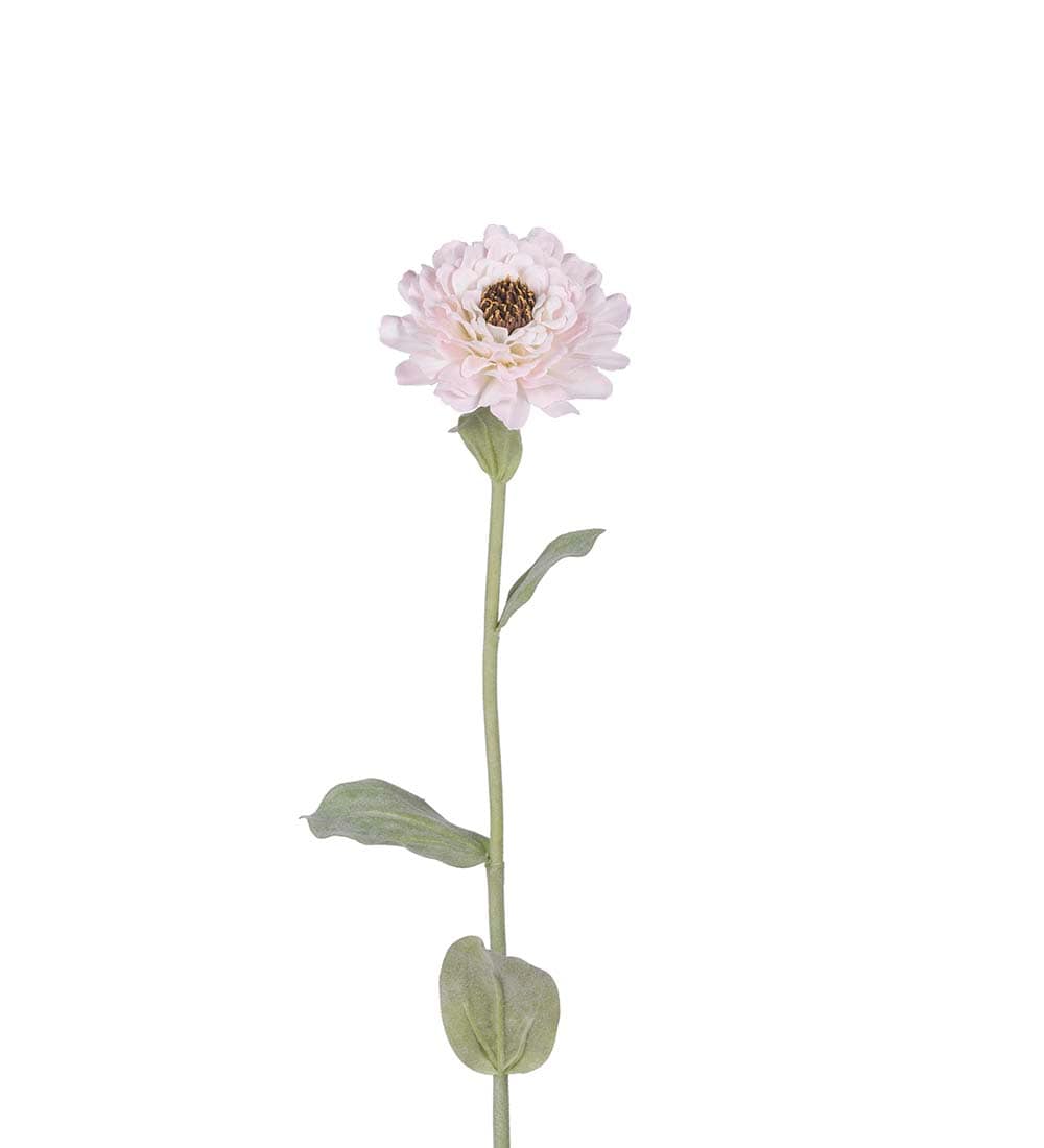 Zinnia