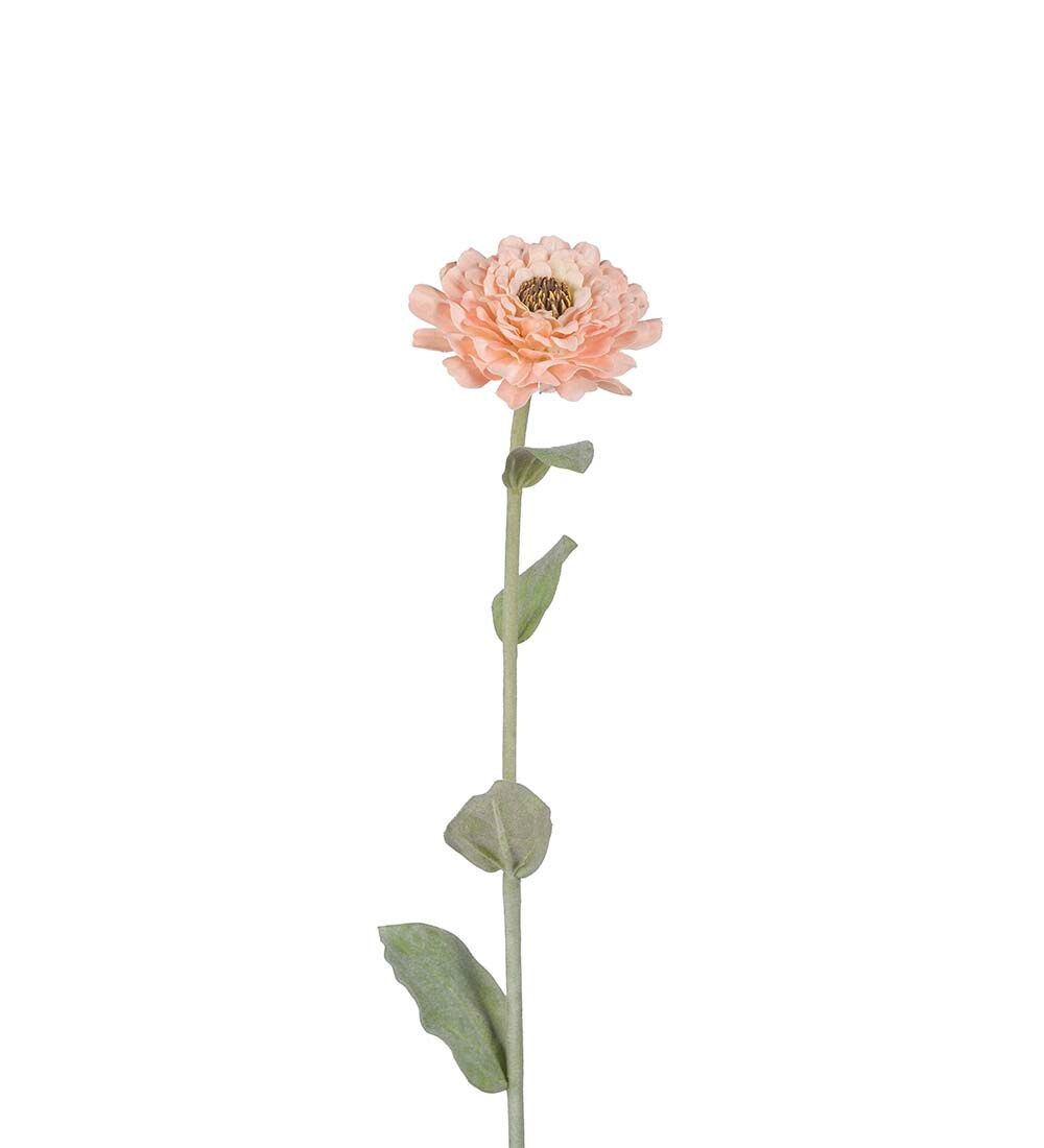 Zinnia
