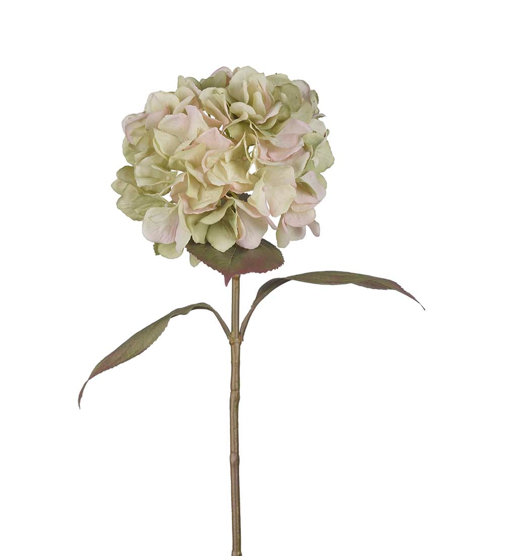 Hortensia