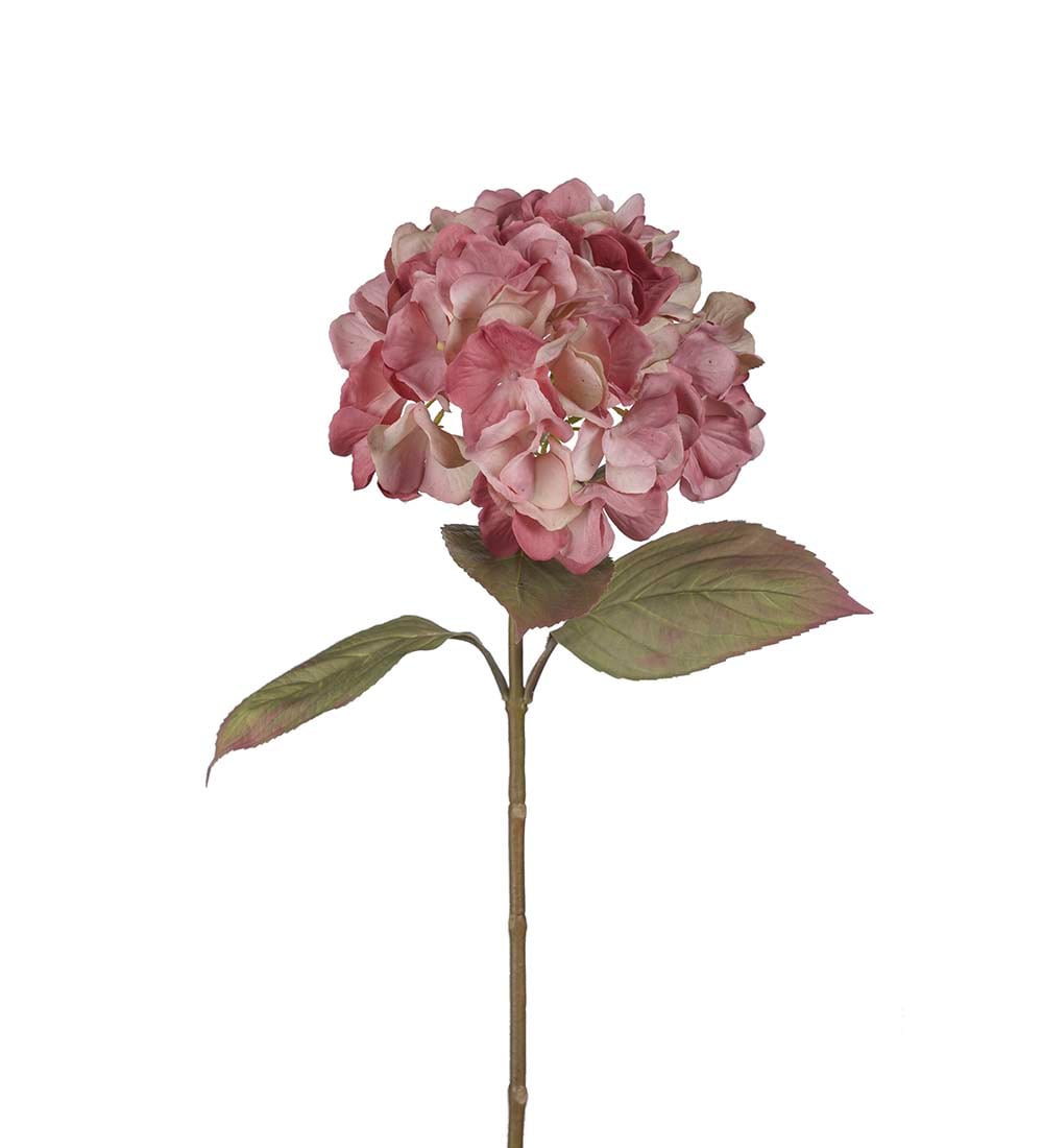 Hortensia