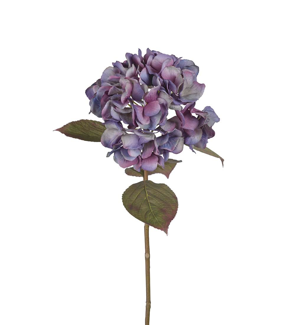 Hortensia