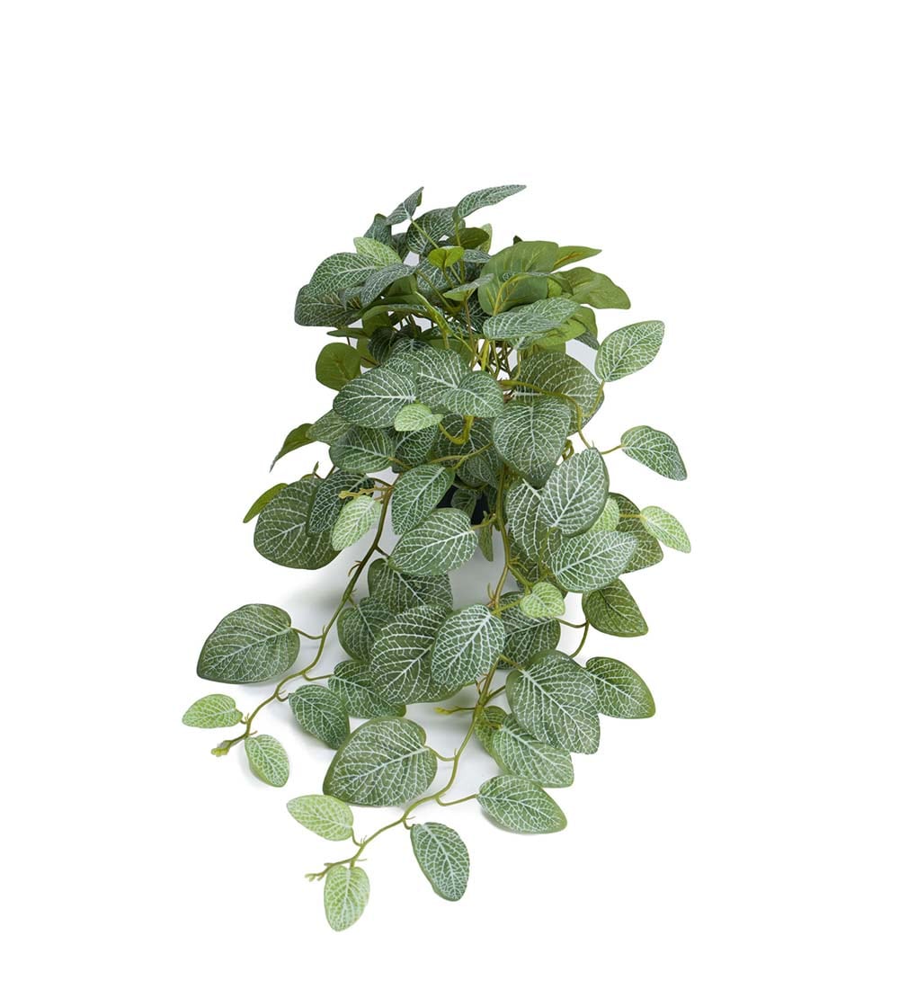 Fittonia