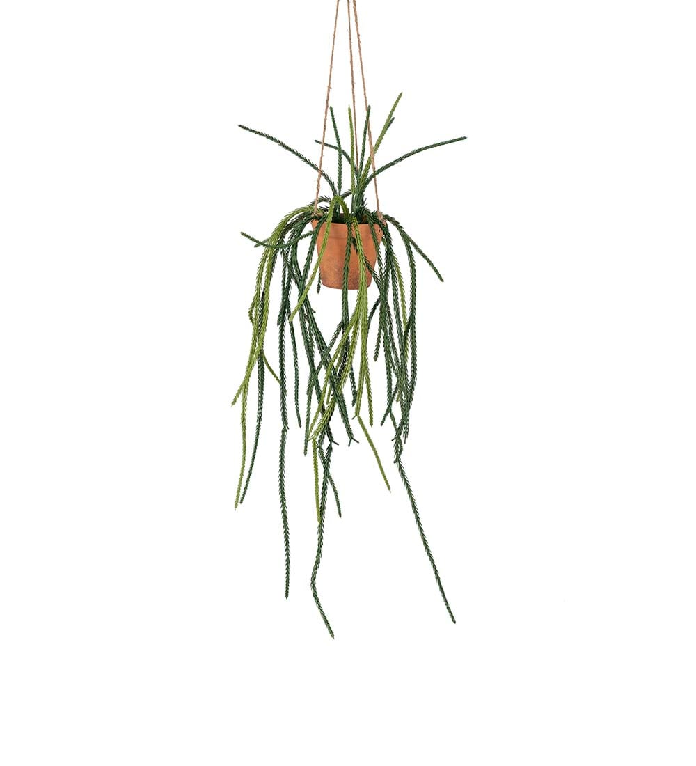 Senecio