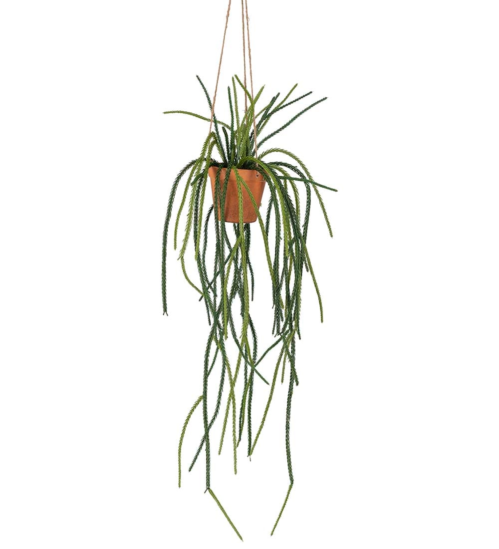 Senecio