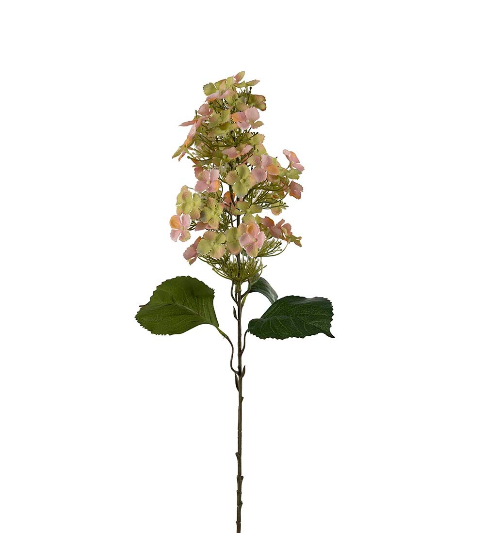 Syrénhortensia