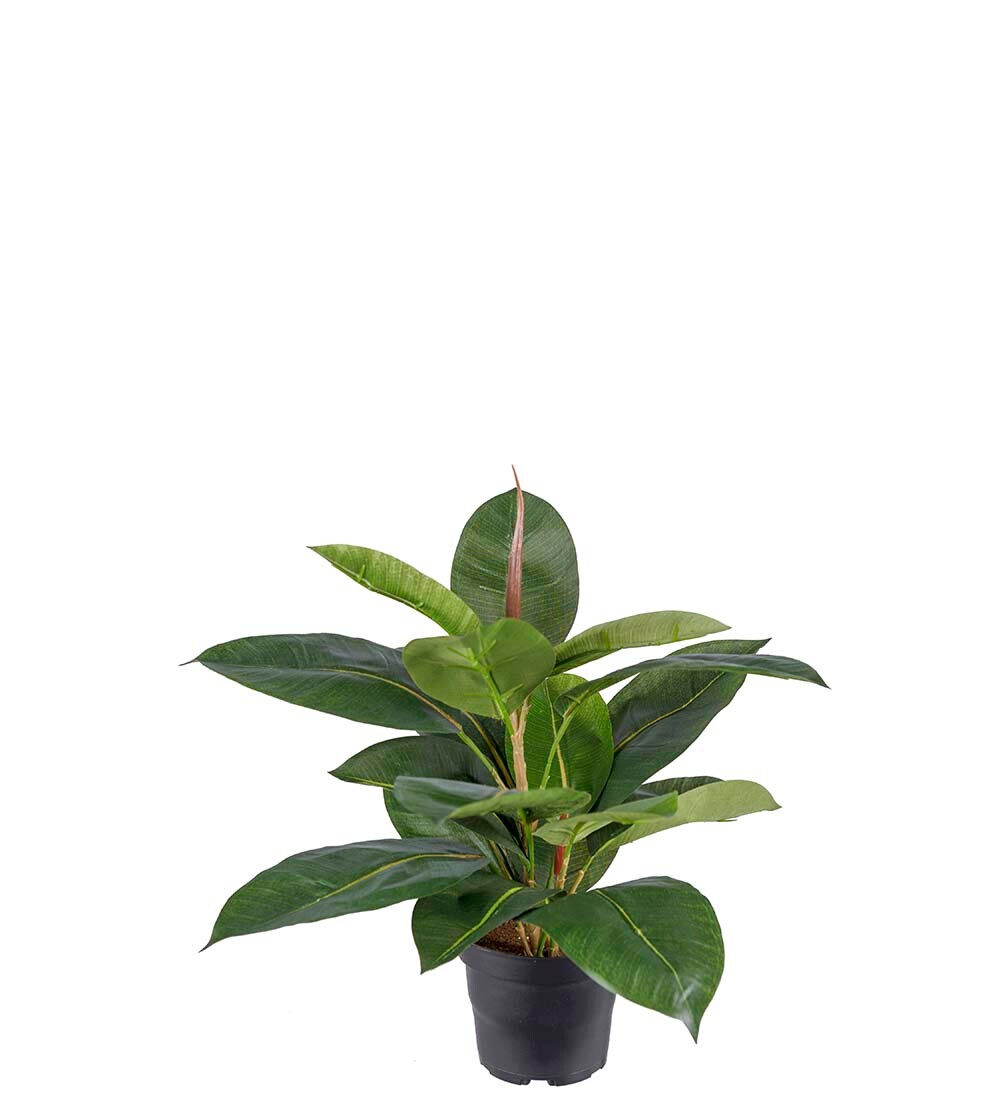 Fikus Robusta