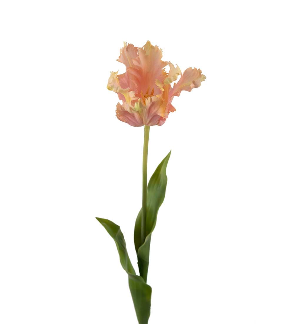 Tulpan