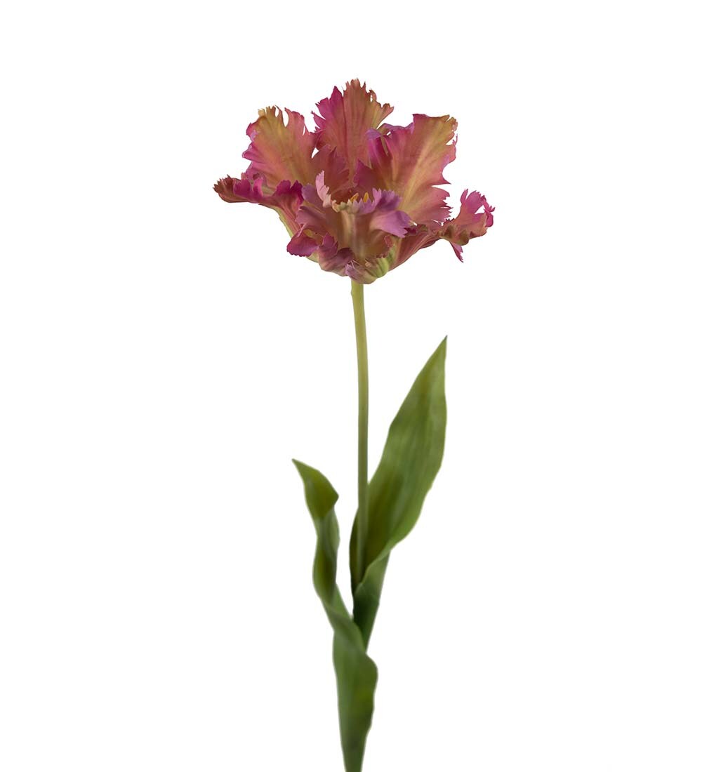 Tulpan