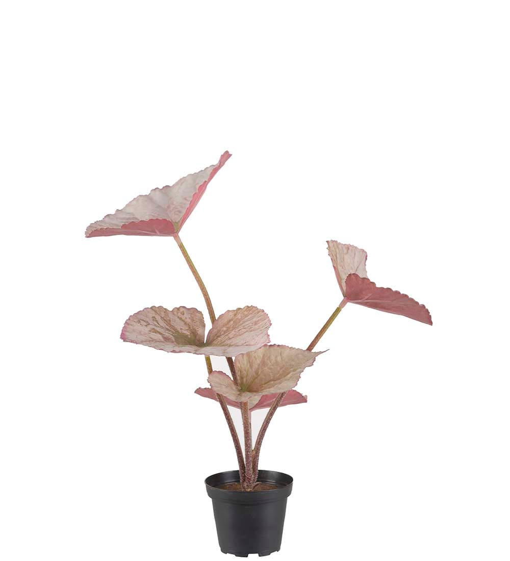 Rexbegonia
