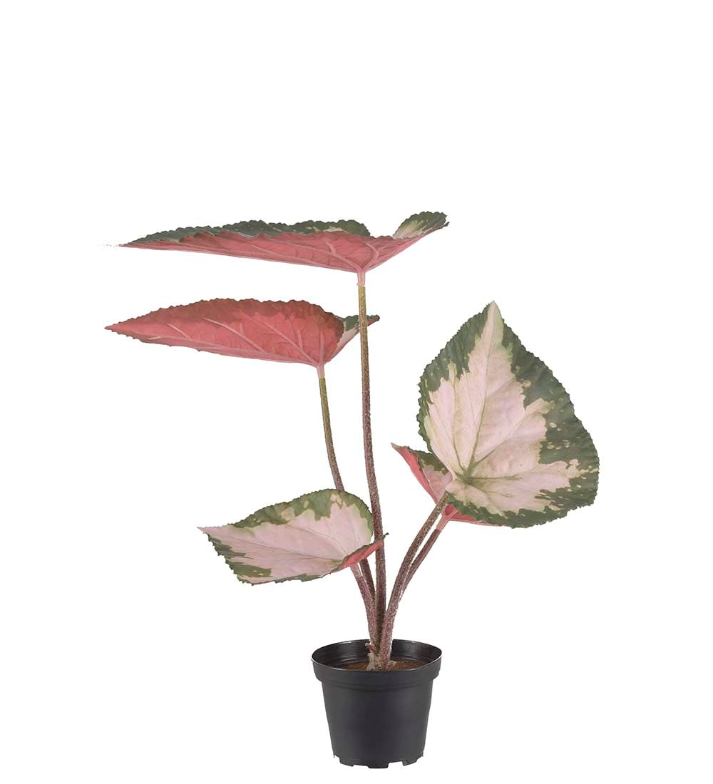 Rexbegonia