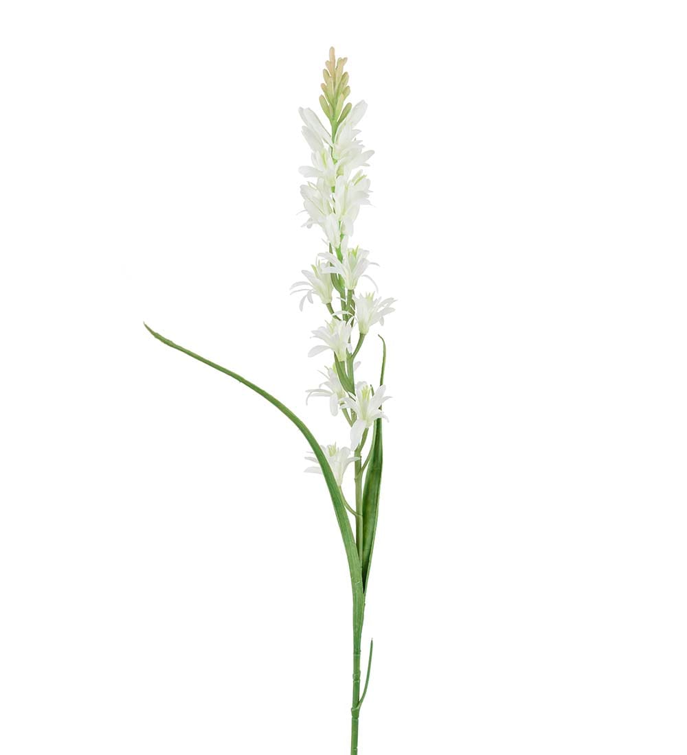 Tuberosa