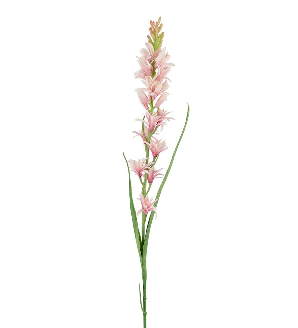 Tuberosa