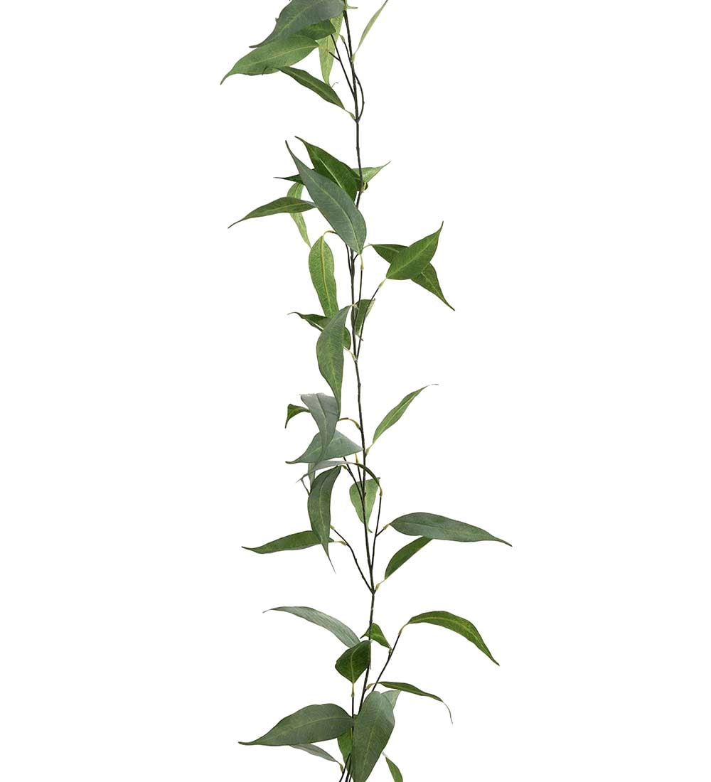 Eucalyptus girlang