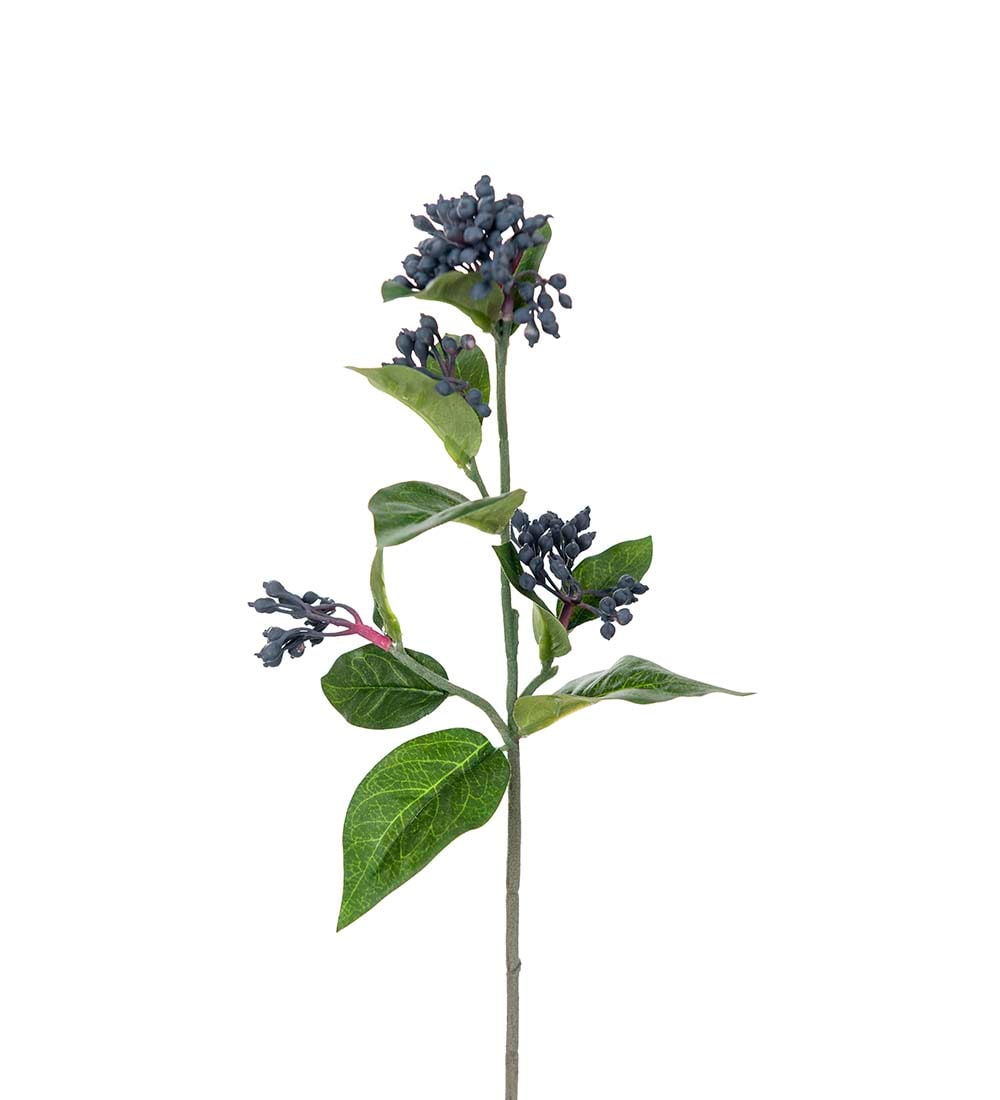 Viburnum