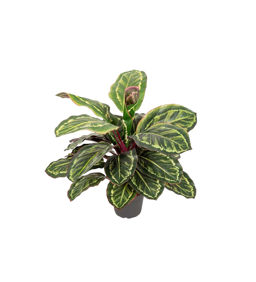 Maranta