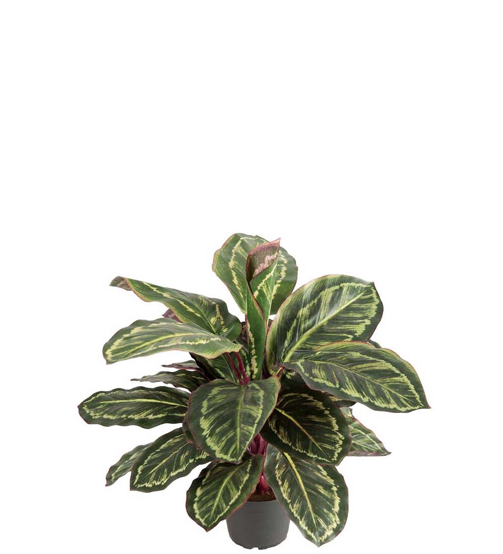 Maranta