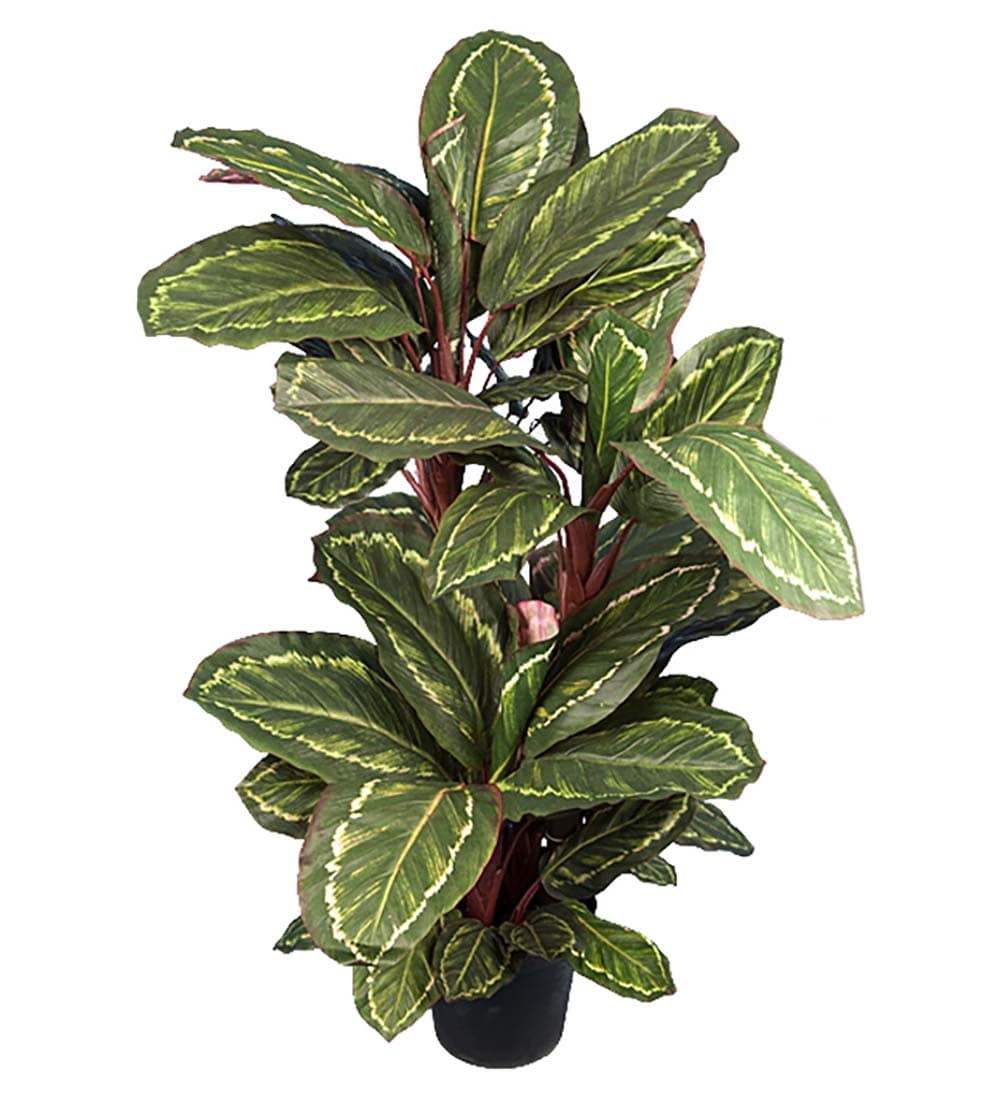 Maranta